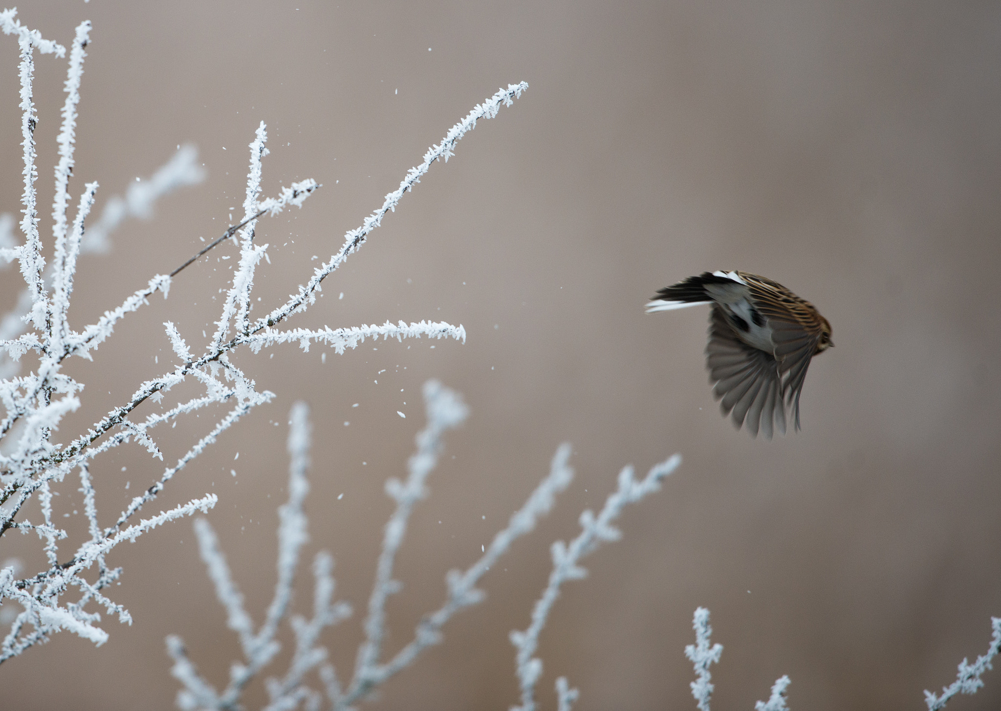 Nikon D800 + Nikon AF-S Nikkor 600mm F4G ED VR sample photo. Dsc photography