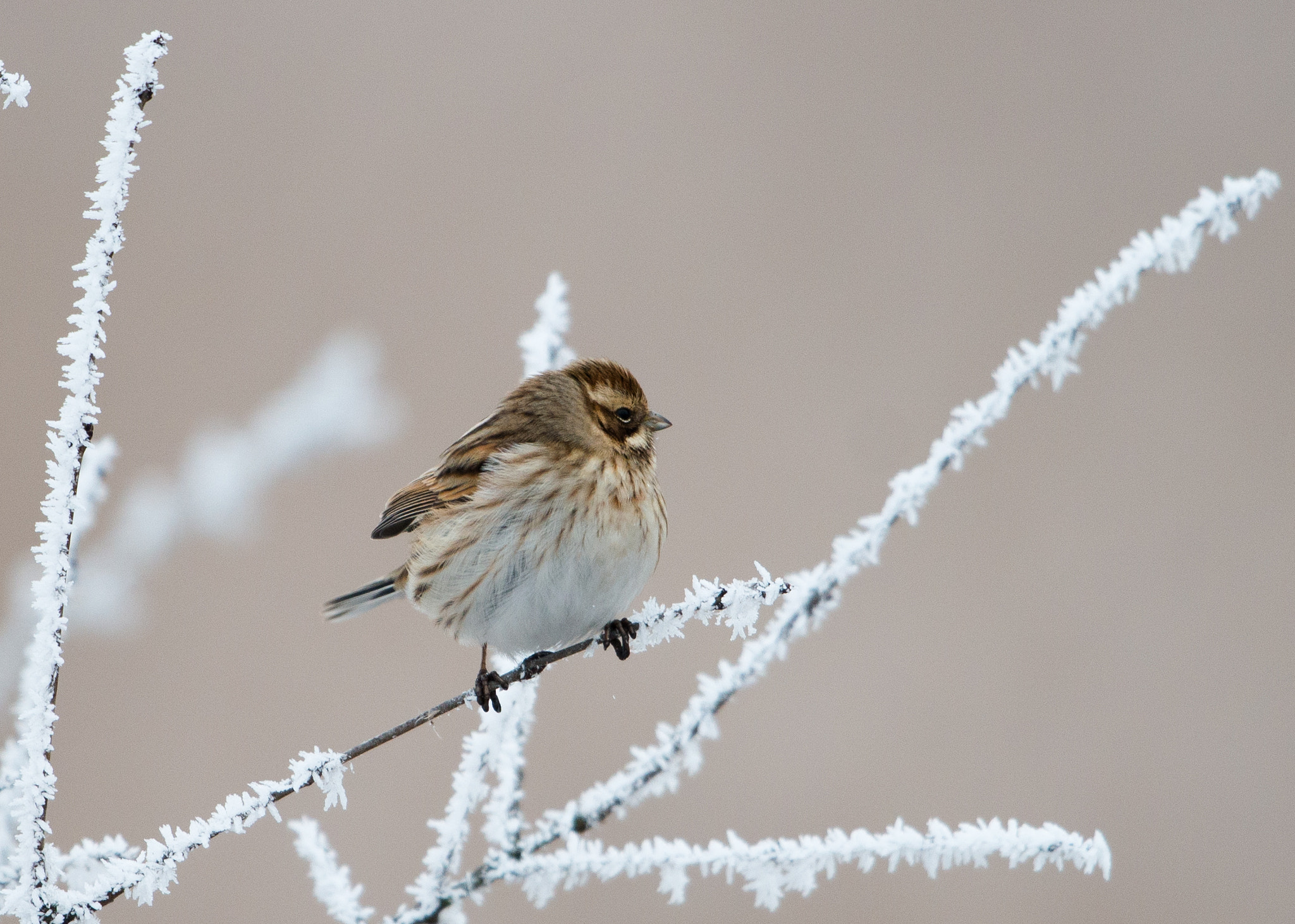 Nikon D800 + Nikon AF-S Nikkor 600mm F4G ED VR sample photo. Dsc photography