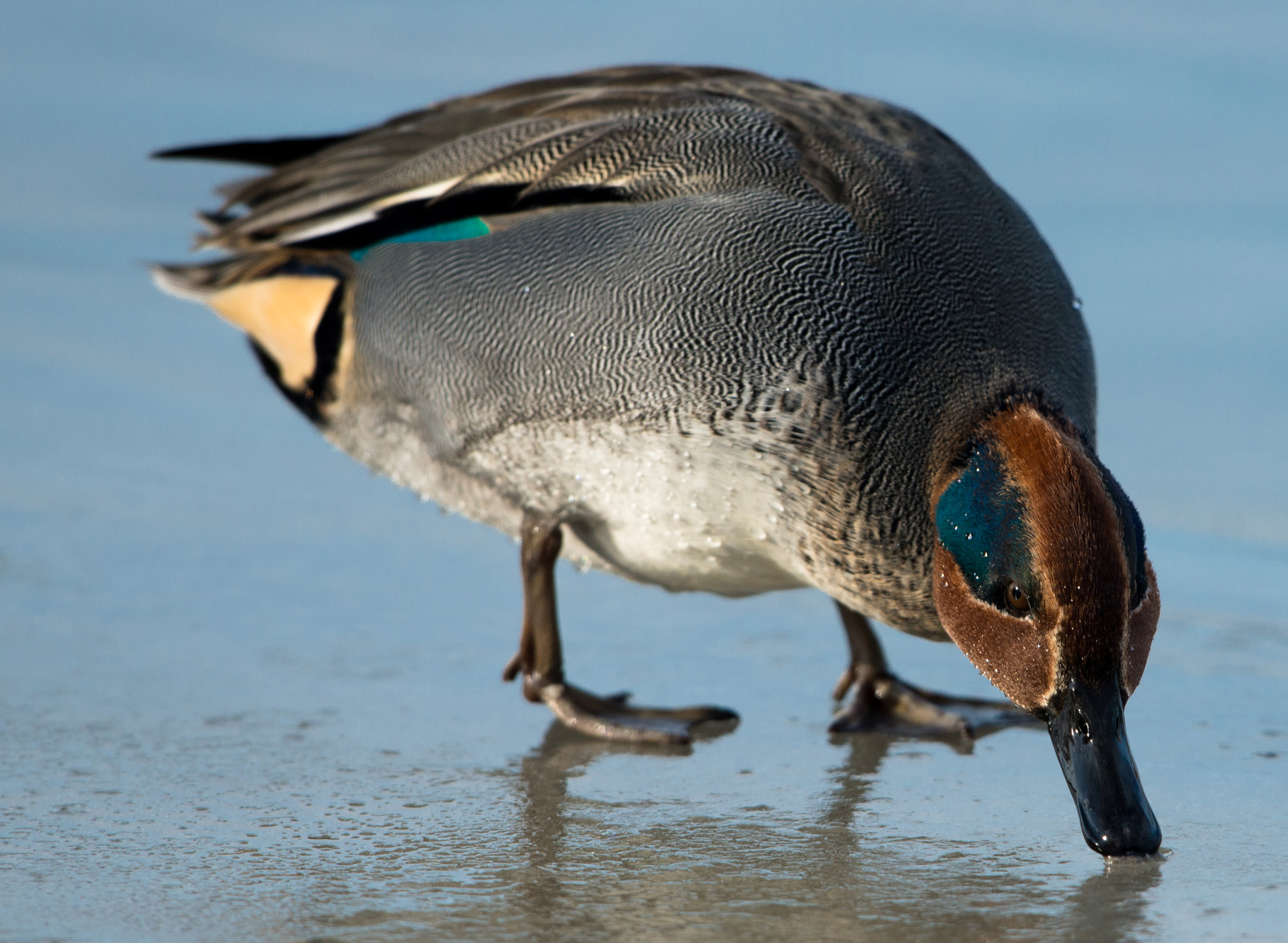 Nikon D800 + Nikon AF-S Nikkor 600mm F4G ED VR sample photo. Dsc photography