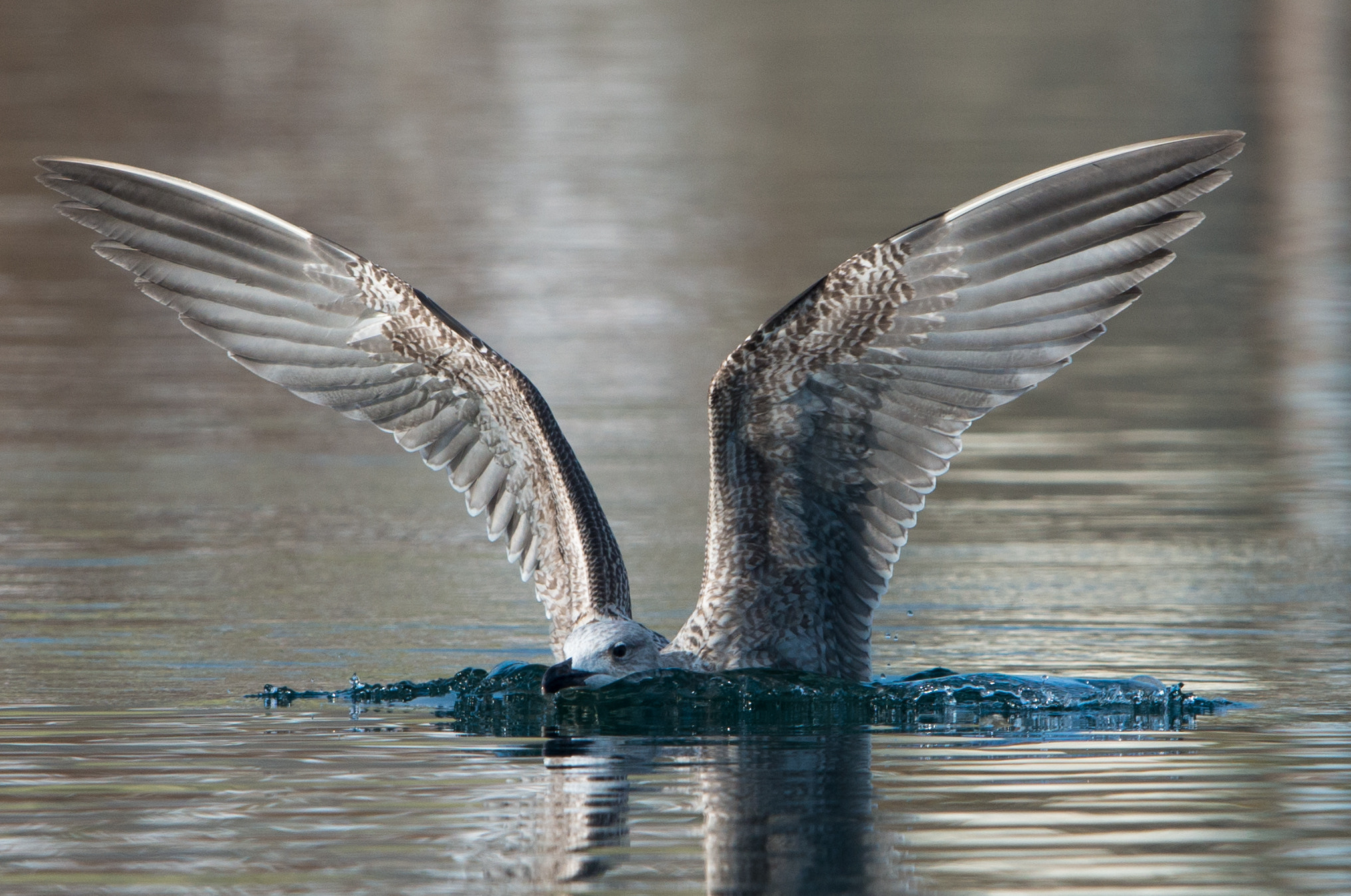 Nikon D800 + Nikon AF-S Nikkor 600mm F4G ED VR sample photo. Dsc photography