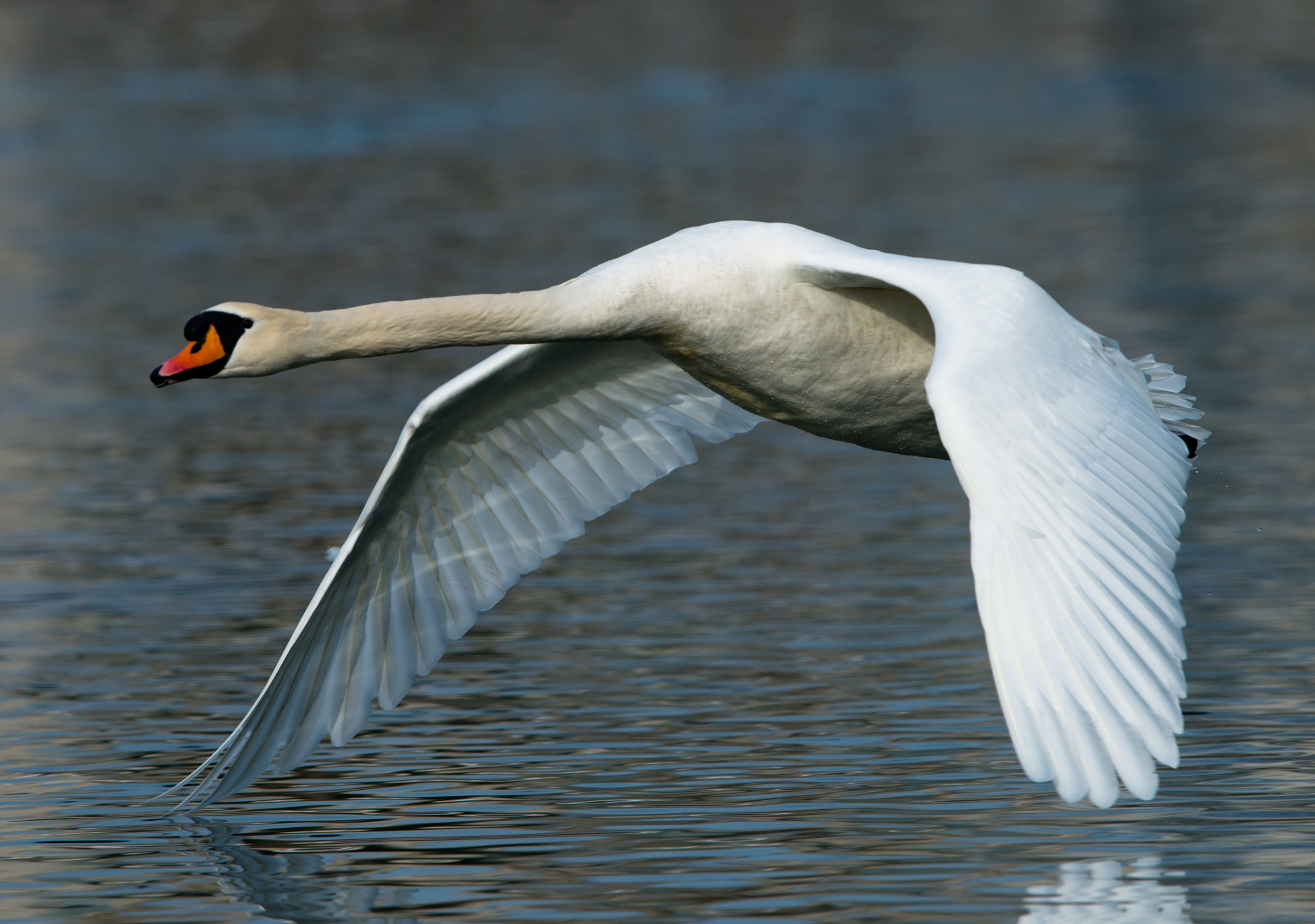 Nikon D800 + Nikon AF-S Nikkor 600mm F4G ED VR sample photo. Dsc photography