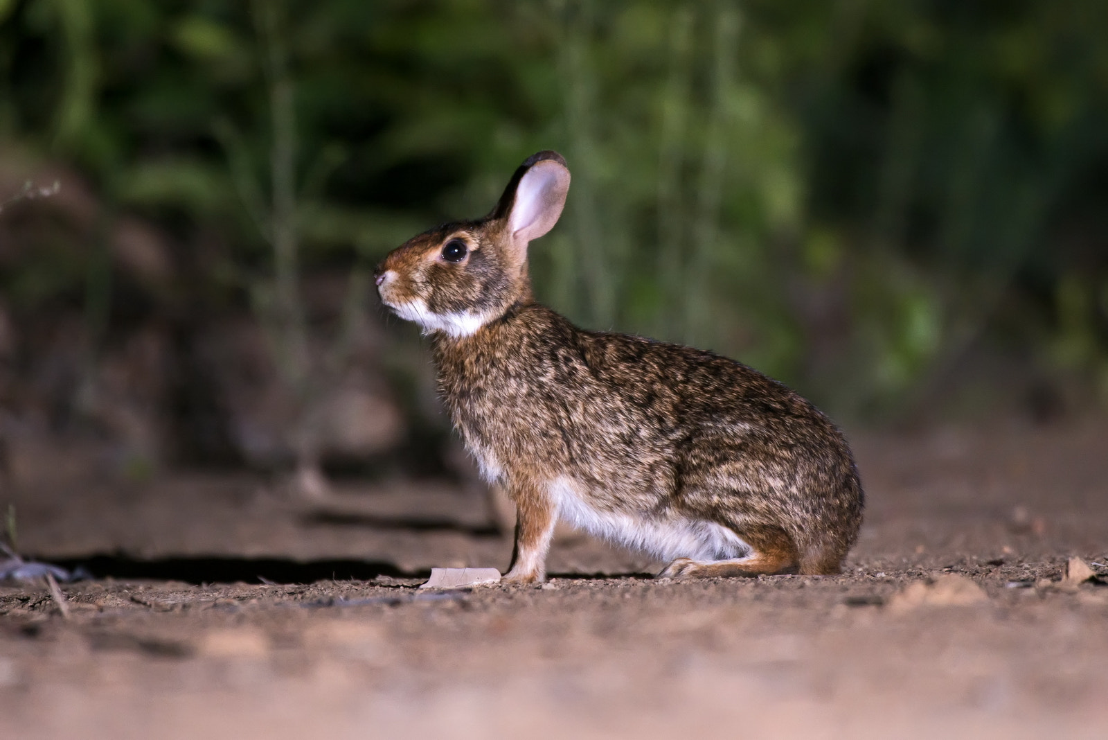 Nikon D800 sample photo. Tapiti (sylvilagus brasiliensis) | brazilian cottontail photography