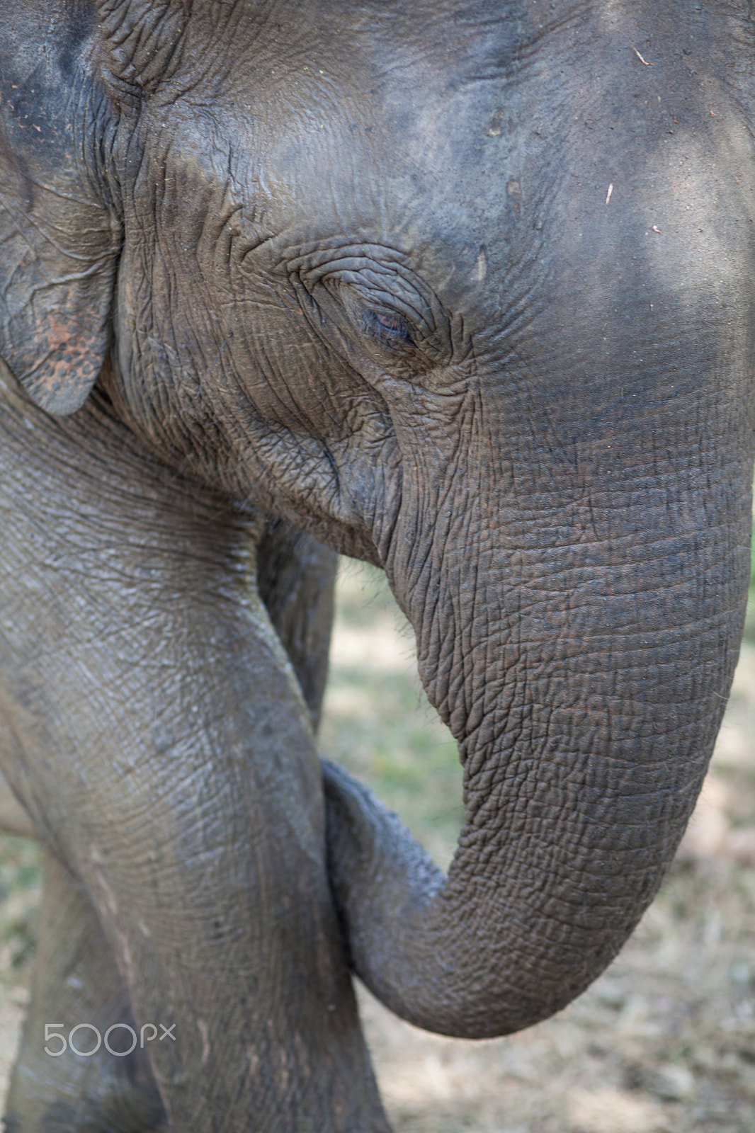 Canon EF 100mm F2.0 USM sample photo. Sri lanka photography