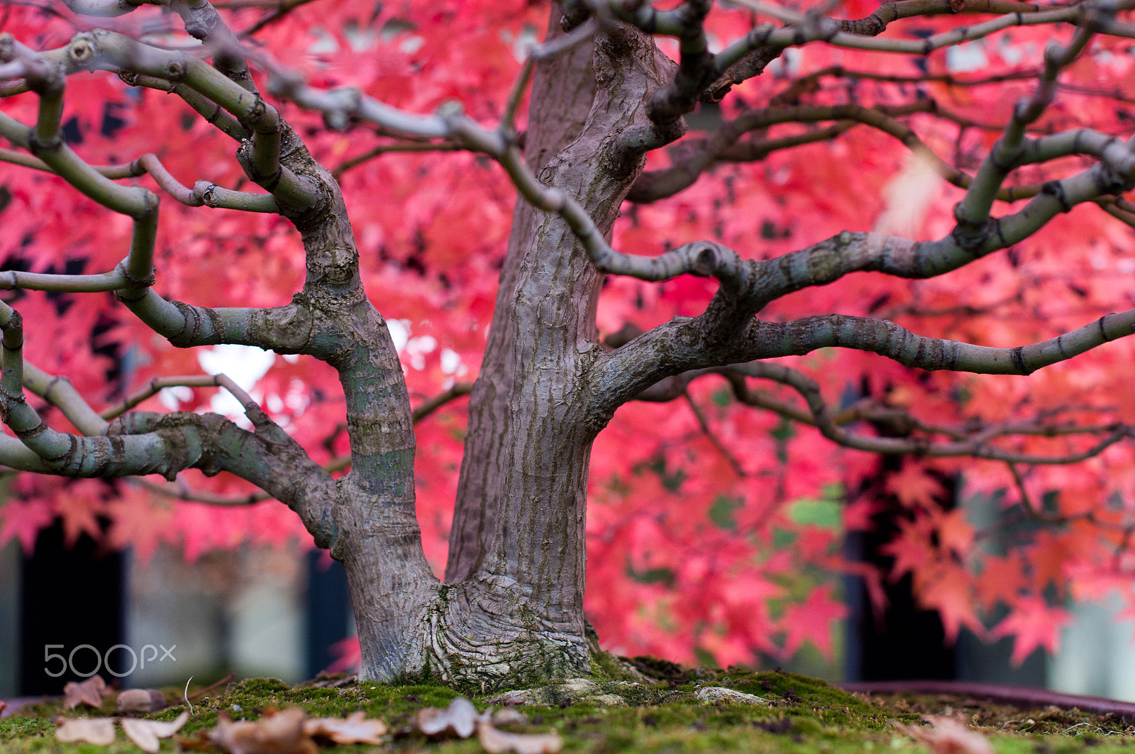 Nikon D90 + Nikon AF-S Nikkor 50mm F1.4G sample photo. Red leafs photography