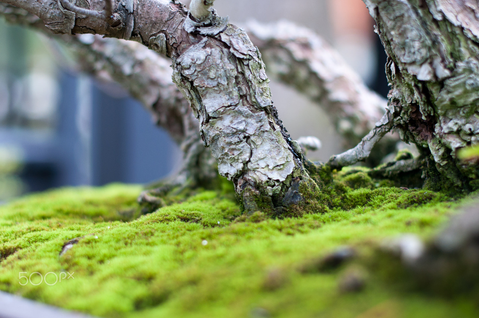 Nikon D90 + Nikon AF-S Nikkor 50mm F1.4G sample photo. Short roots photography