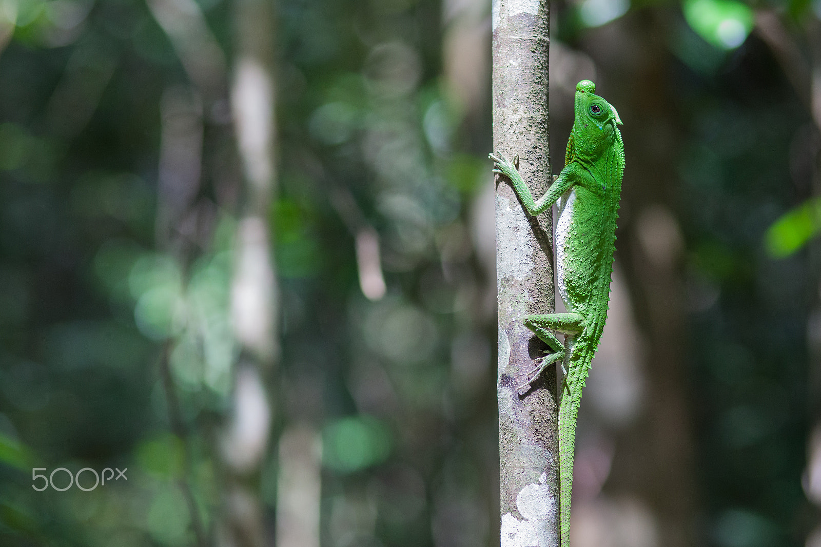 Canon EF 100mm F2.0 USM sample photo. Sri lanka photography