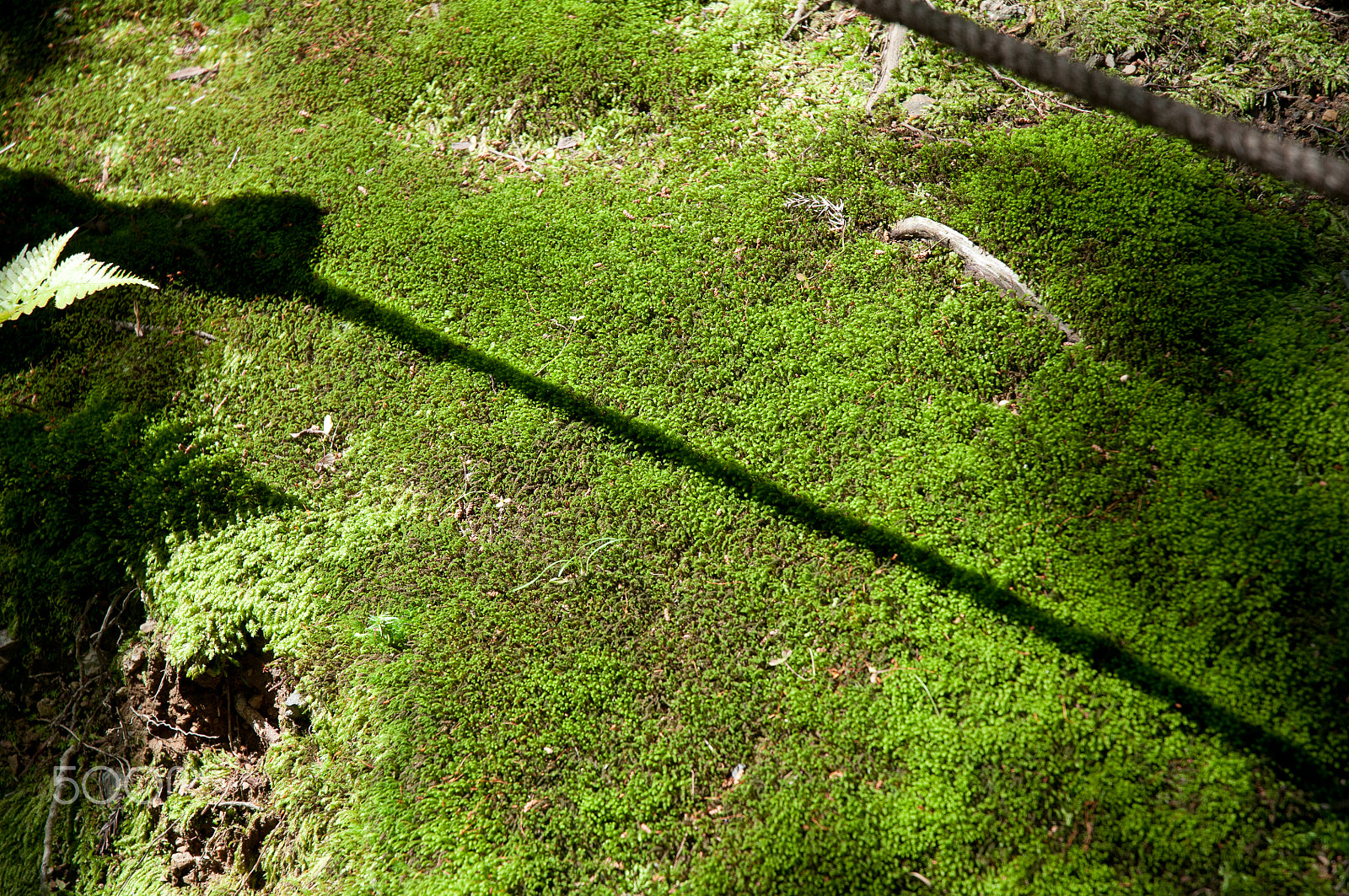Nikon D90 sample photo. Moss shadow photography