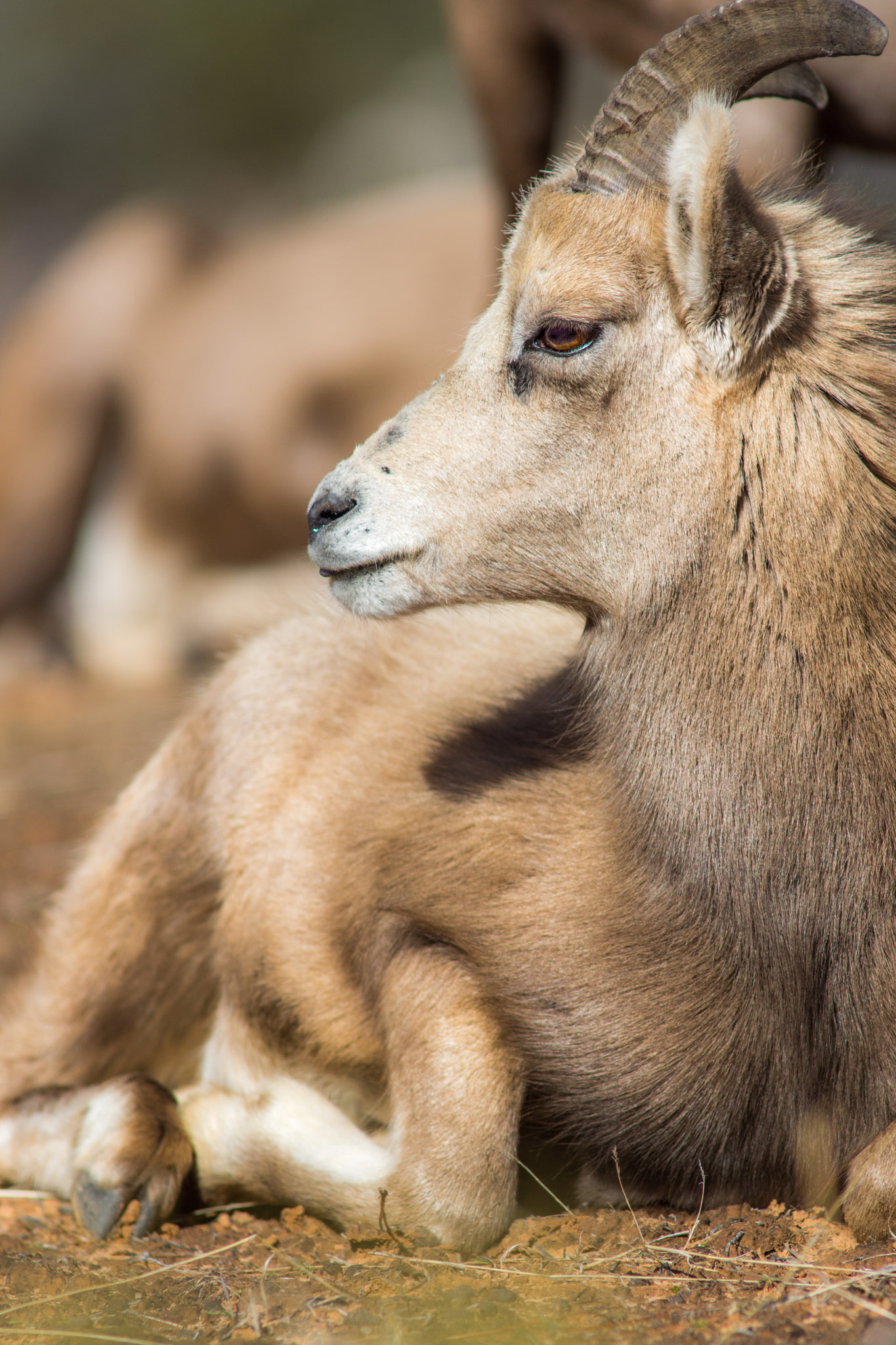 Sony SLT-A77 + Minolta AF 300mm F2.8 HS-APO G sample photo. Handsome yearling - desert bighorn at zion photography