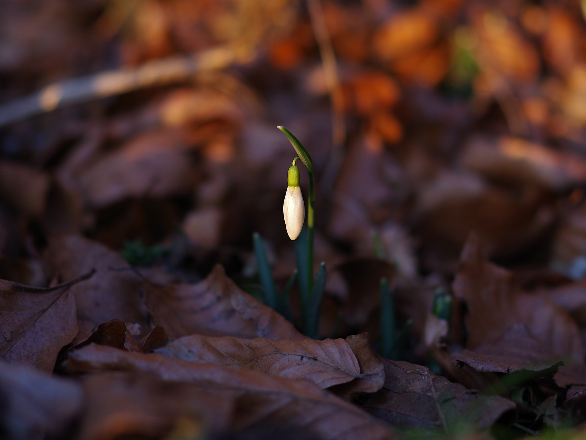 Pentax K-70 sample photo. Just one little snowdrop photography