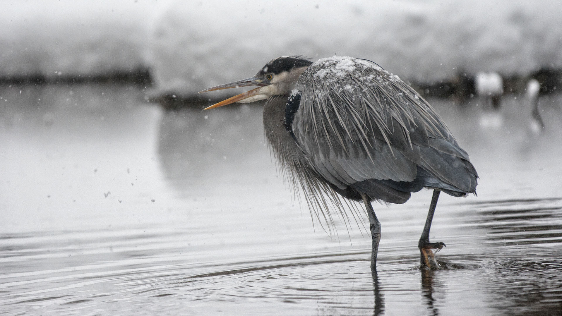 Canon EOS-1D Mark III + Canon EF 70-200mm F2.8L IS II USM sample photo. Winter heron photography