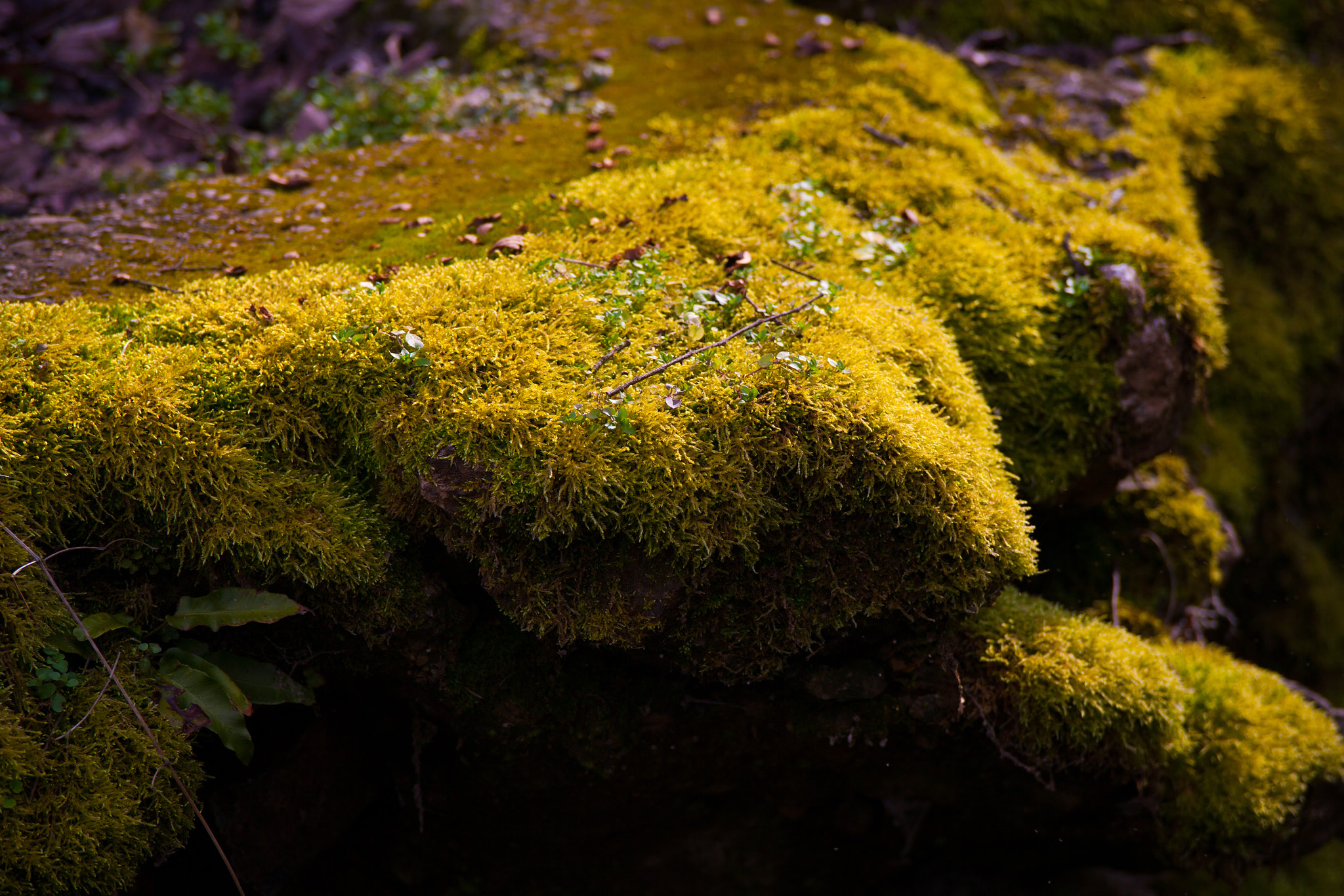Canon EOS-1Ds Mark II + Sigma 50-200mm F4-5.6 DC OS HSM sample photo. Moss photography