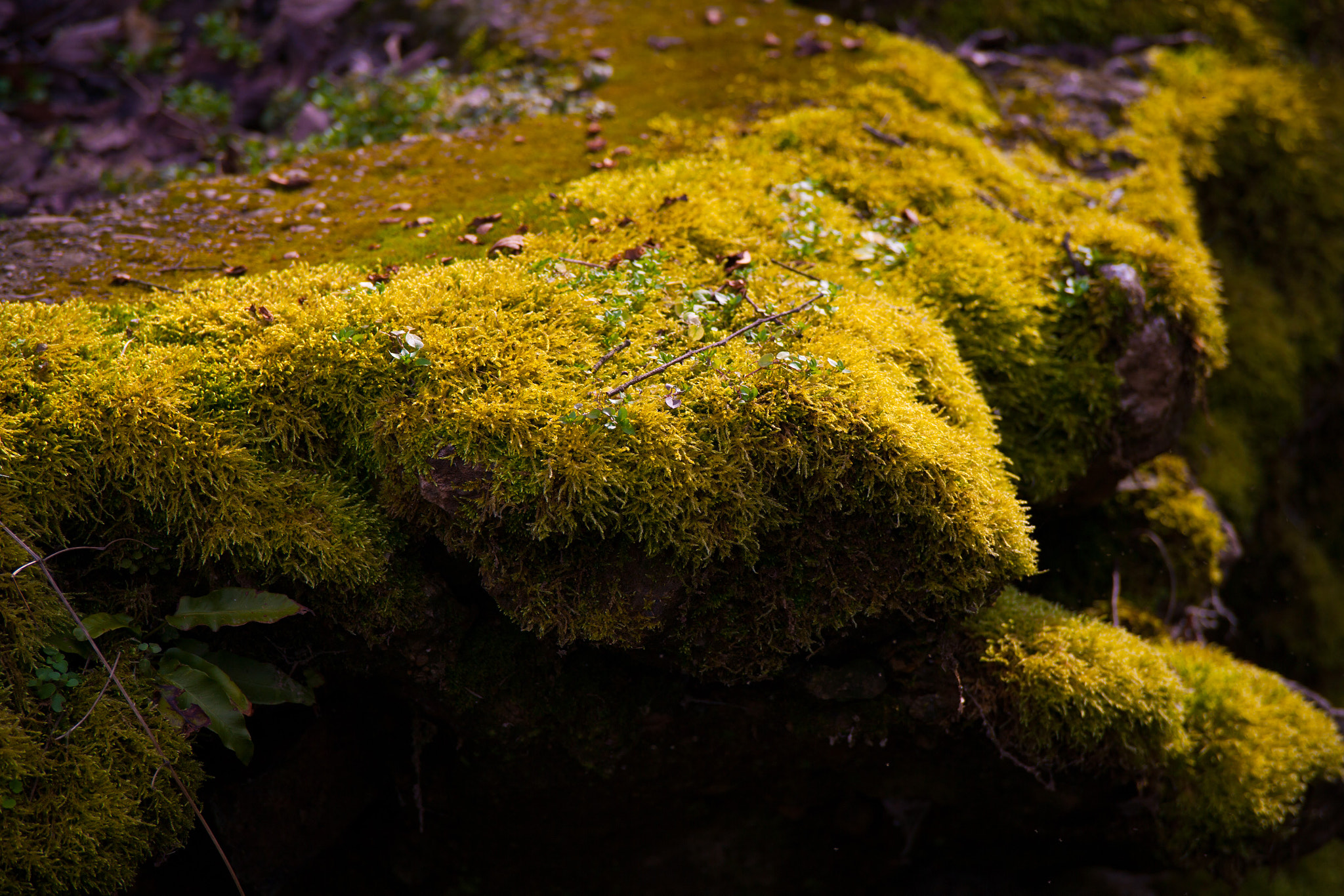Canon EOS-1Ds Mark II sample photo. Moss photography