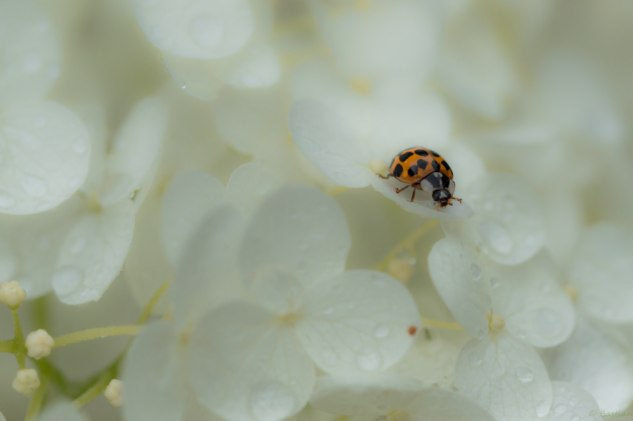 Nikon D3200 sample photo. Ladybird photography
