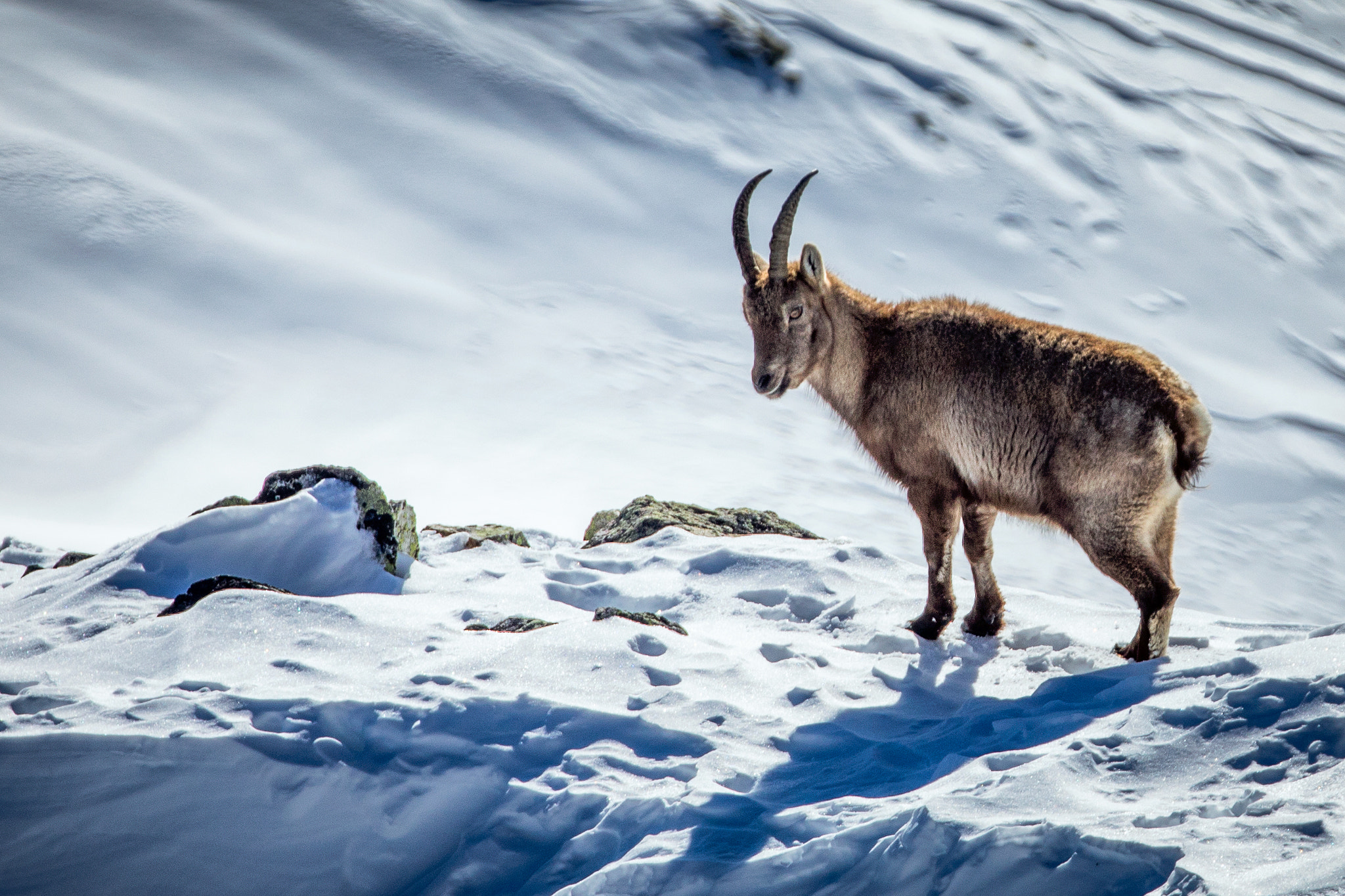 Canon EOS 5D Mark IV + Canon EF 70-200mm F2.8L IS II USM sample photo. Chamonix ibex photography