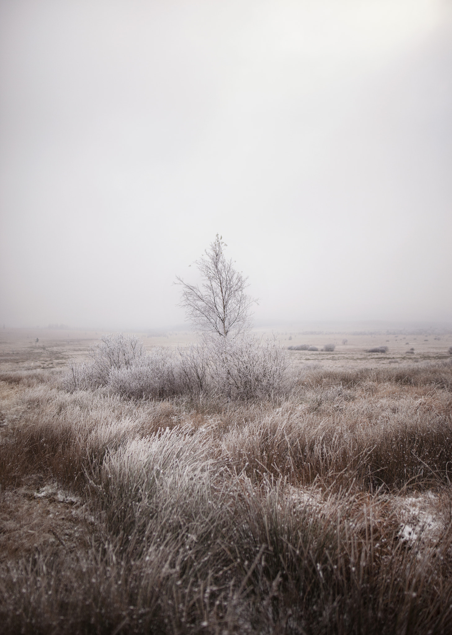 Sigma 24mm F1.4 DG HSM Art sample photo. Des hautes fagnes photography