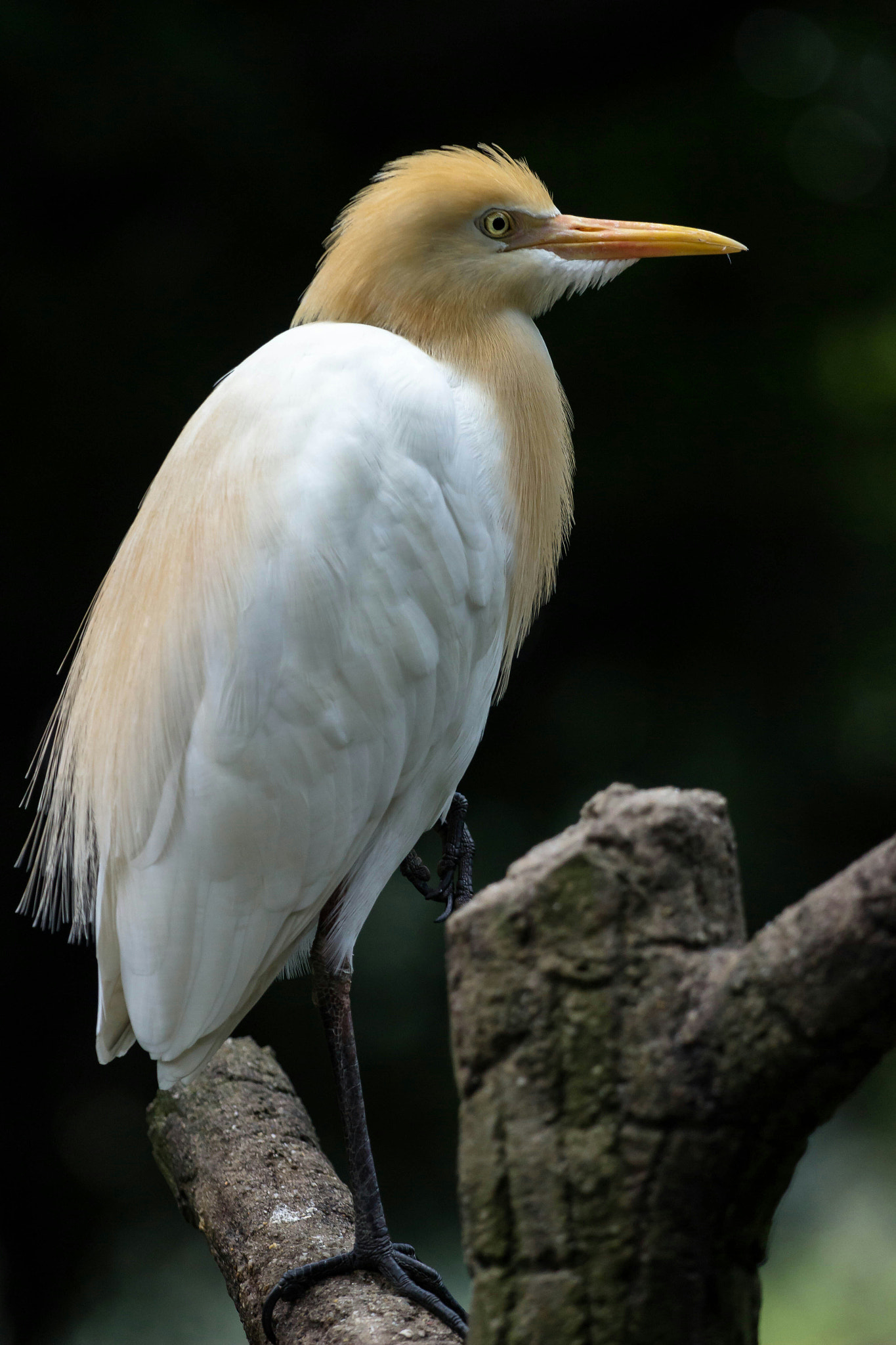 Canon EOS 600D (Rebel EOS T3i / EOS Kiss X5) + Canon EF 70-200mm F4L USM sample photo. Bird portrait.  photography