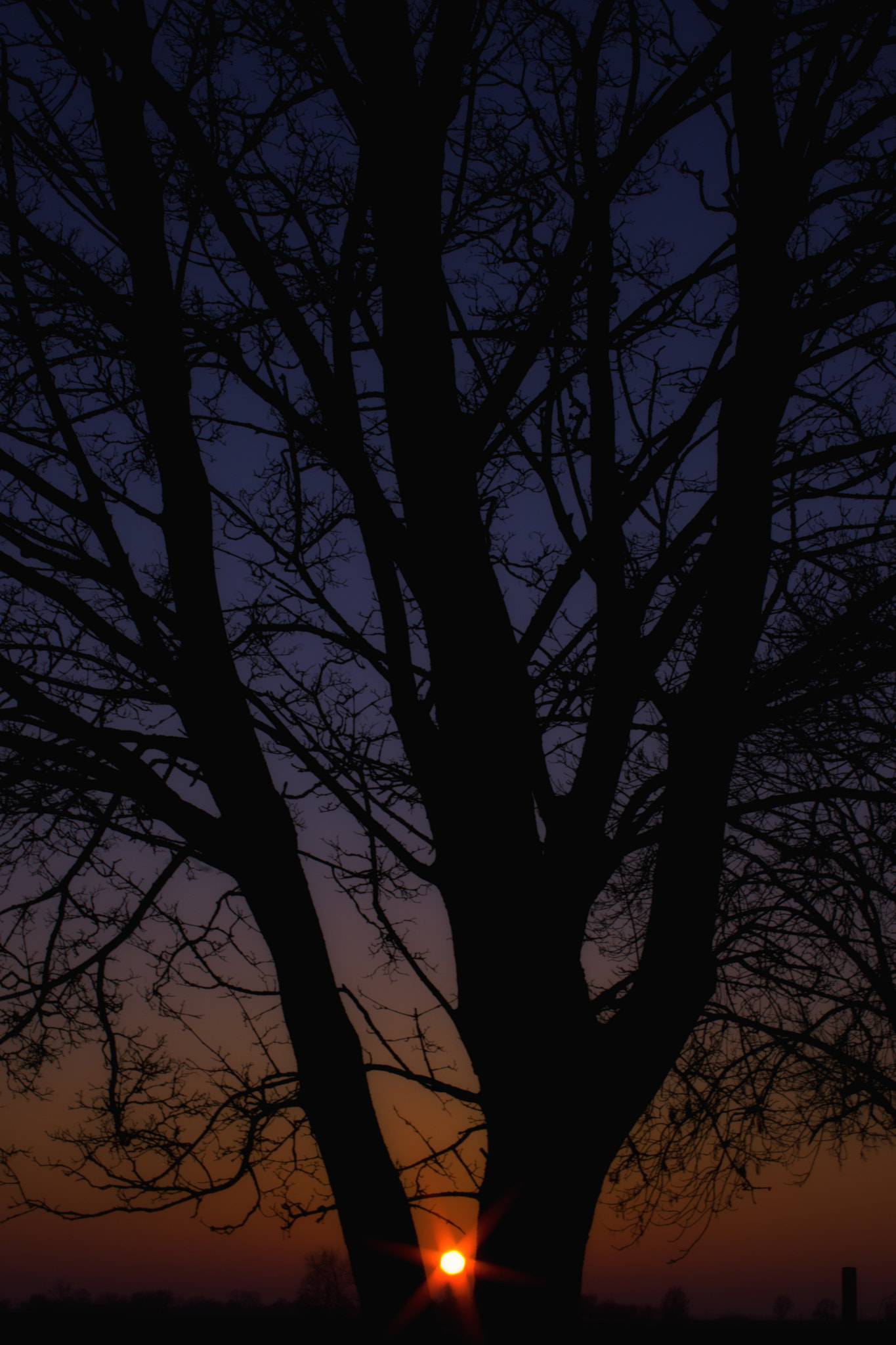 Pentax K-70 sample photo. Sunset tree photography
