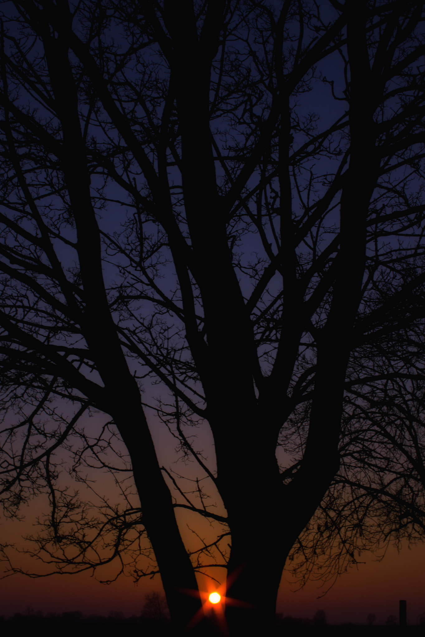 Pentax smc DA 35mm F2.4 AL sample photo. Sunset tree photography