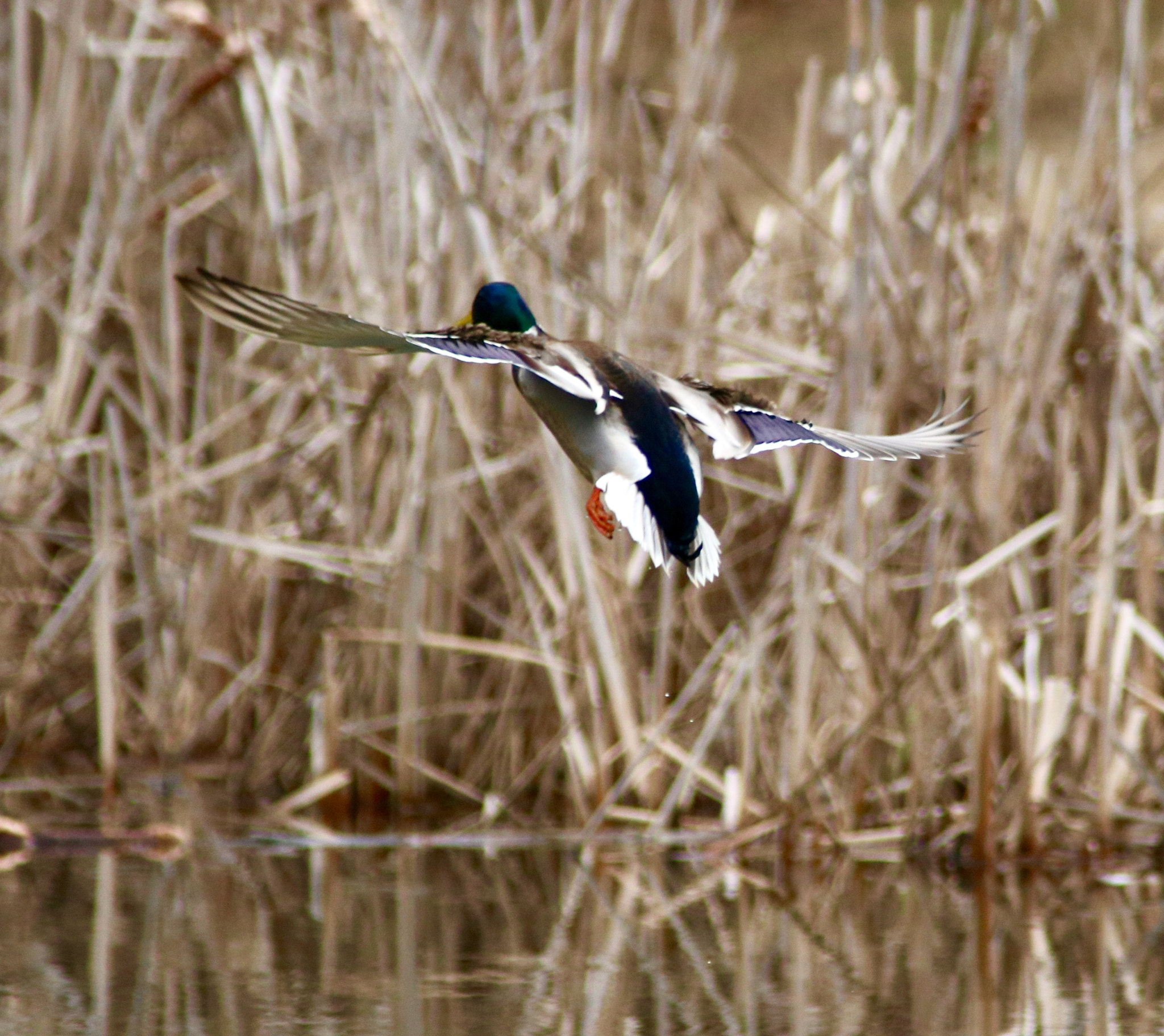 Canon EOS 760D (EOS Rebel T6s / EOS 8000D) sample photo. Coming in for a landing photography