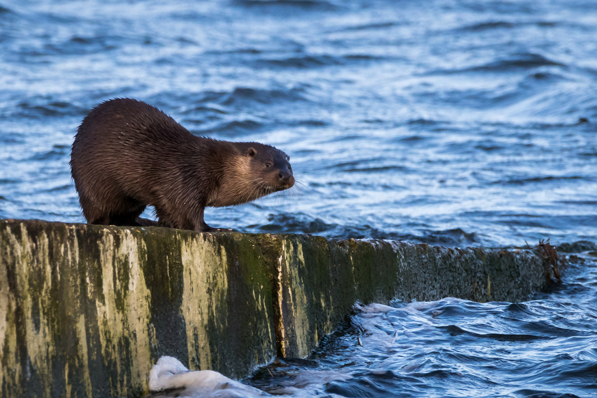 150-600mm F5-6.3 DG OS HSM | Contemporary 015 sample photo. Otter photography