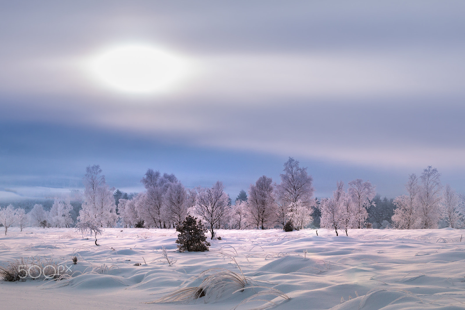 Canon EOS 70D sample photo. Winter im moor photography