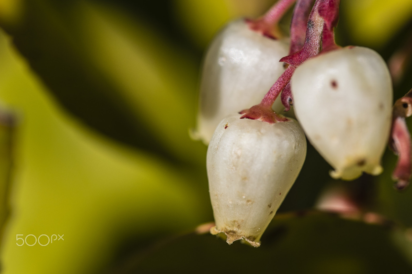 Sigma 150mm F2.8 EX DG Macro HSM sample photo. Strawberry treee flowers photography