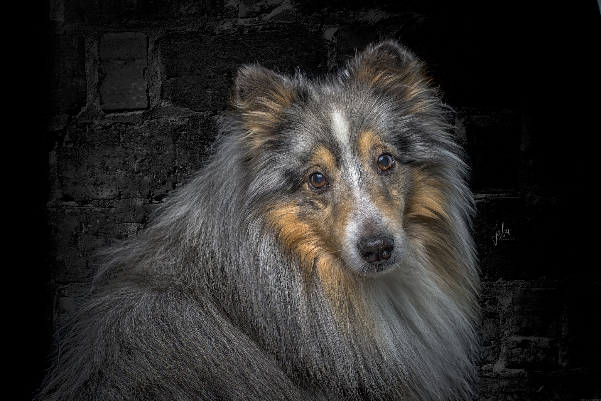 Canon EOS-1D X sample photo. Sheltie photography