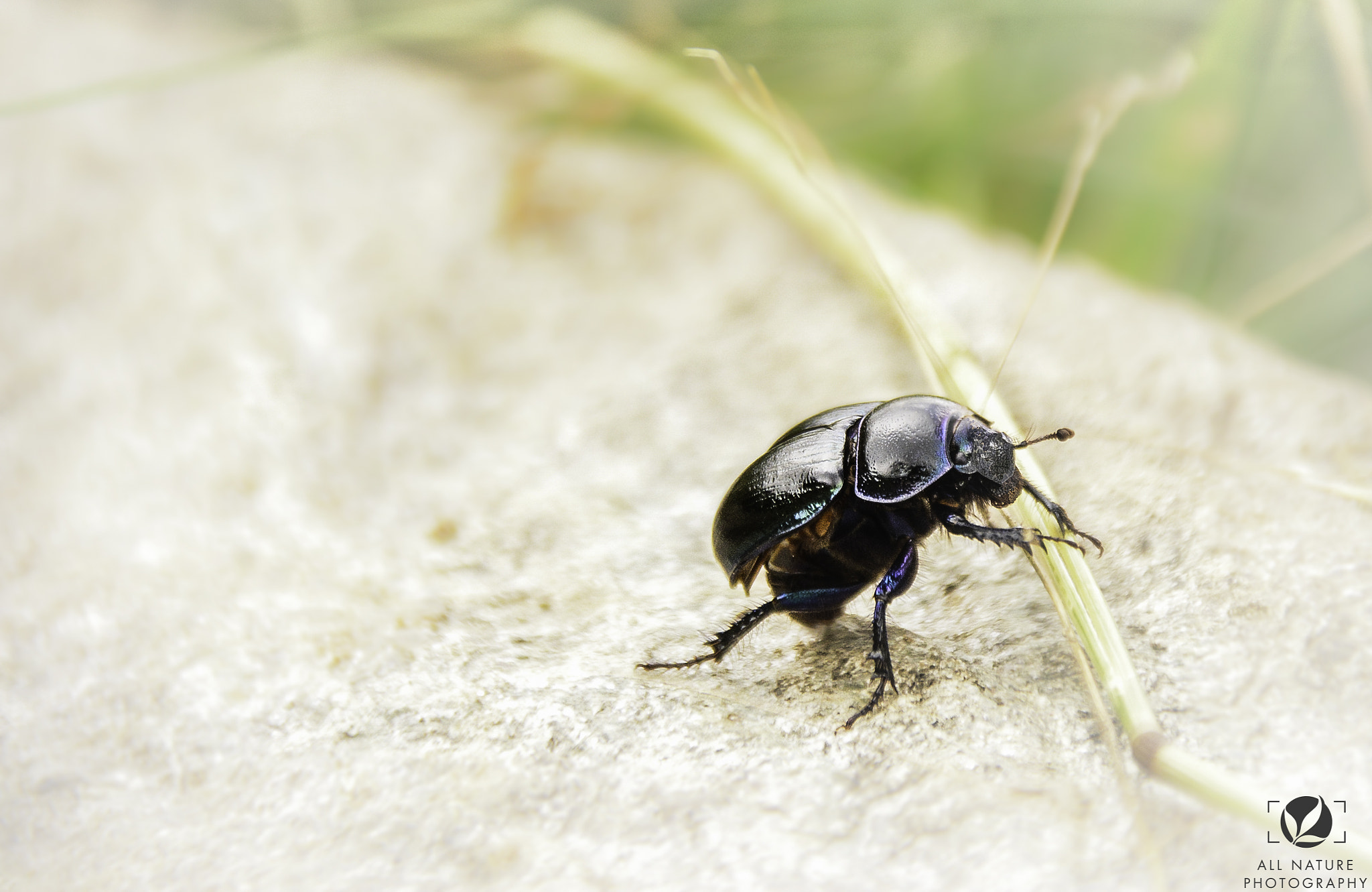 Sigma 18-250mm F3.5-6.3 DC Macro OS HSM sample photo. Beetlejuice photography