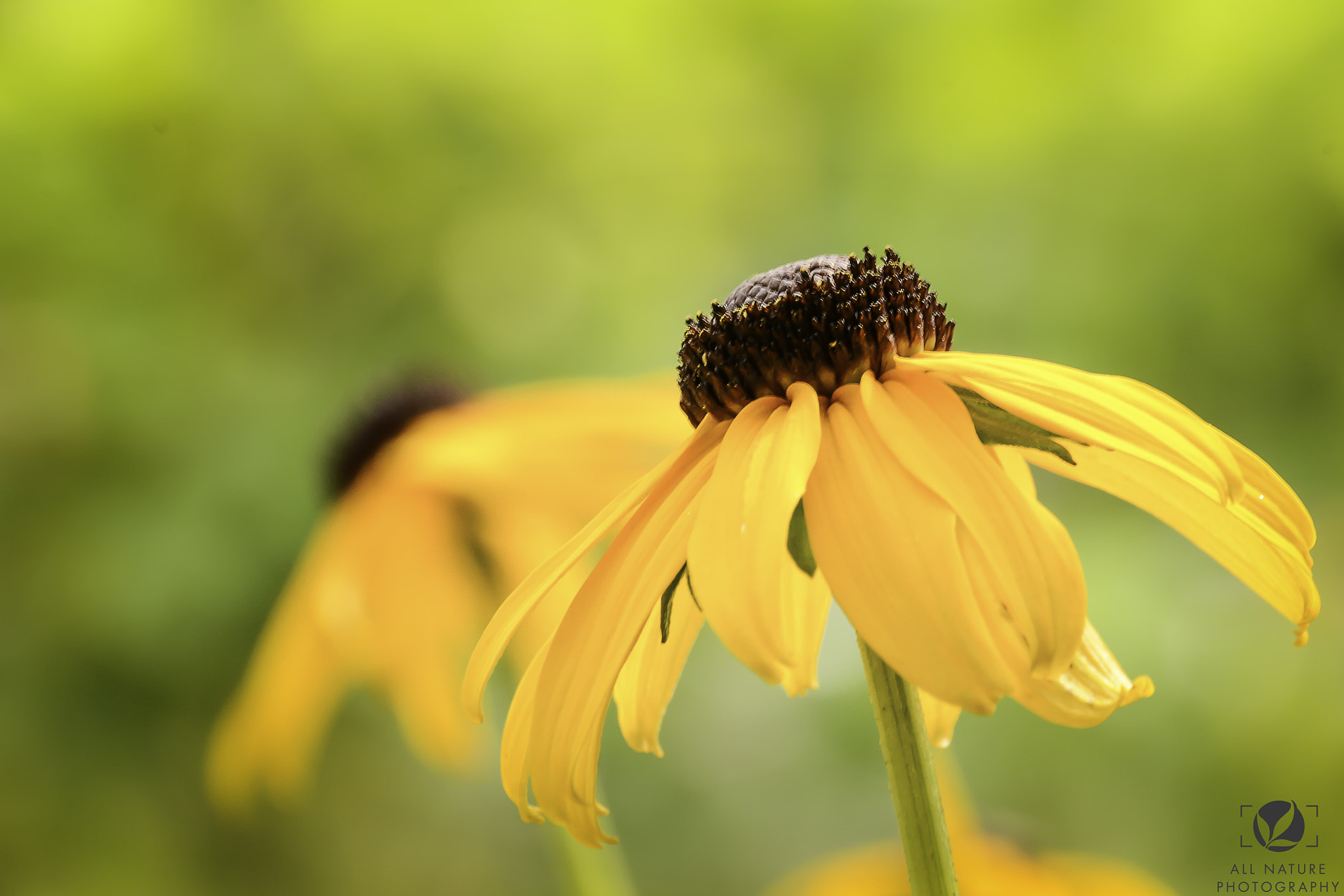 Sigma 18-250mm F3.5-6.3 DC Macro OS HSM sample photo. Tilting photography