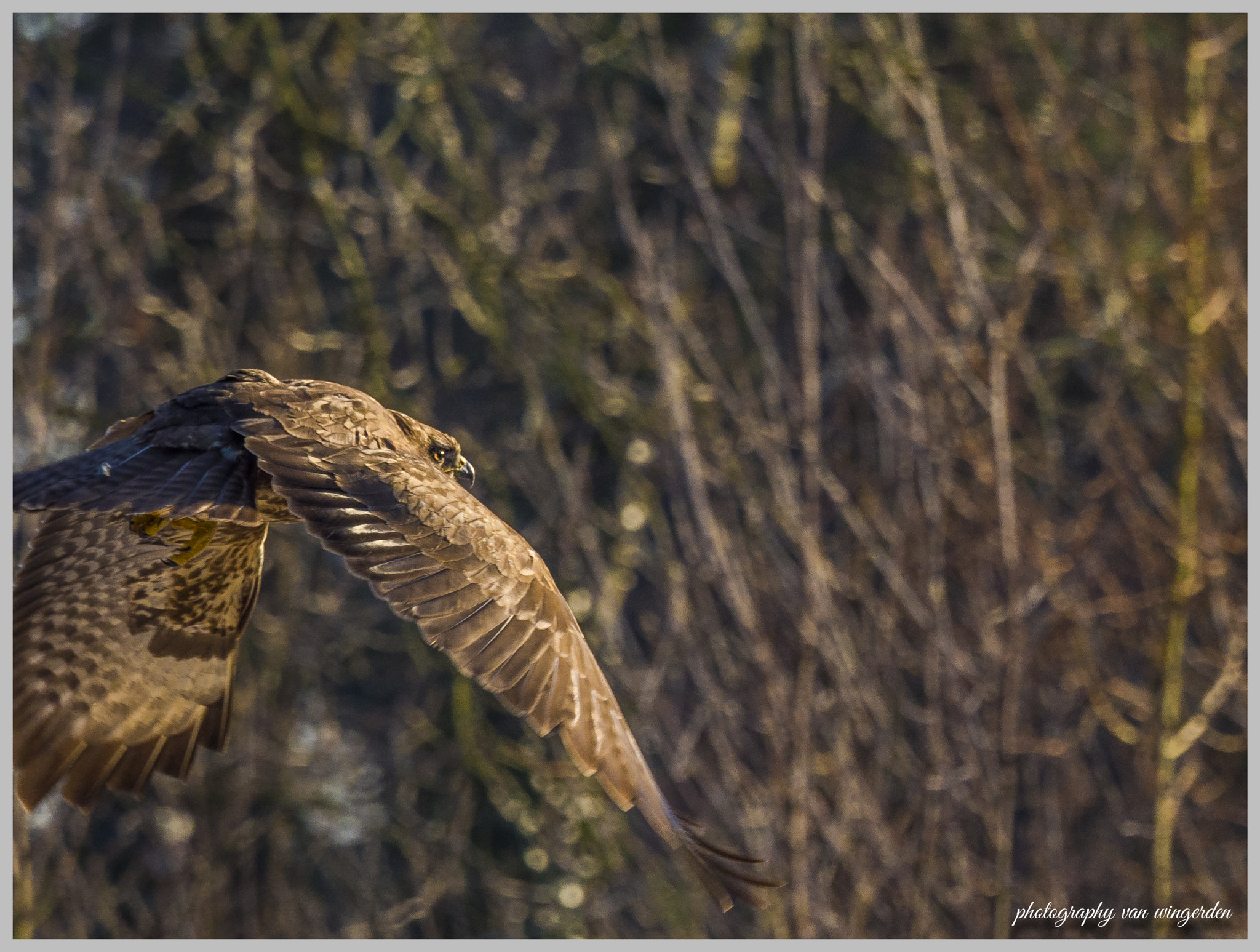 Olympus OM-D E-M1 Mark II + Olympus M.Zuiko Digital ED 40-150mm F2.8 Pro sample photo. My first bird of prey flying unfortunately not quite in focus photography