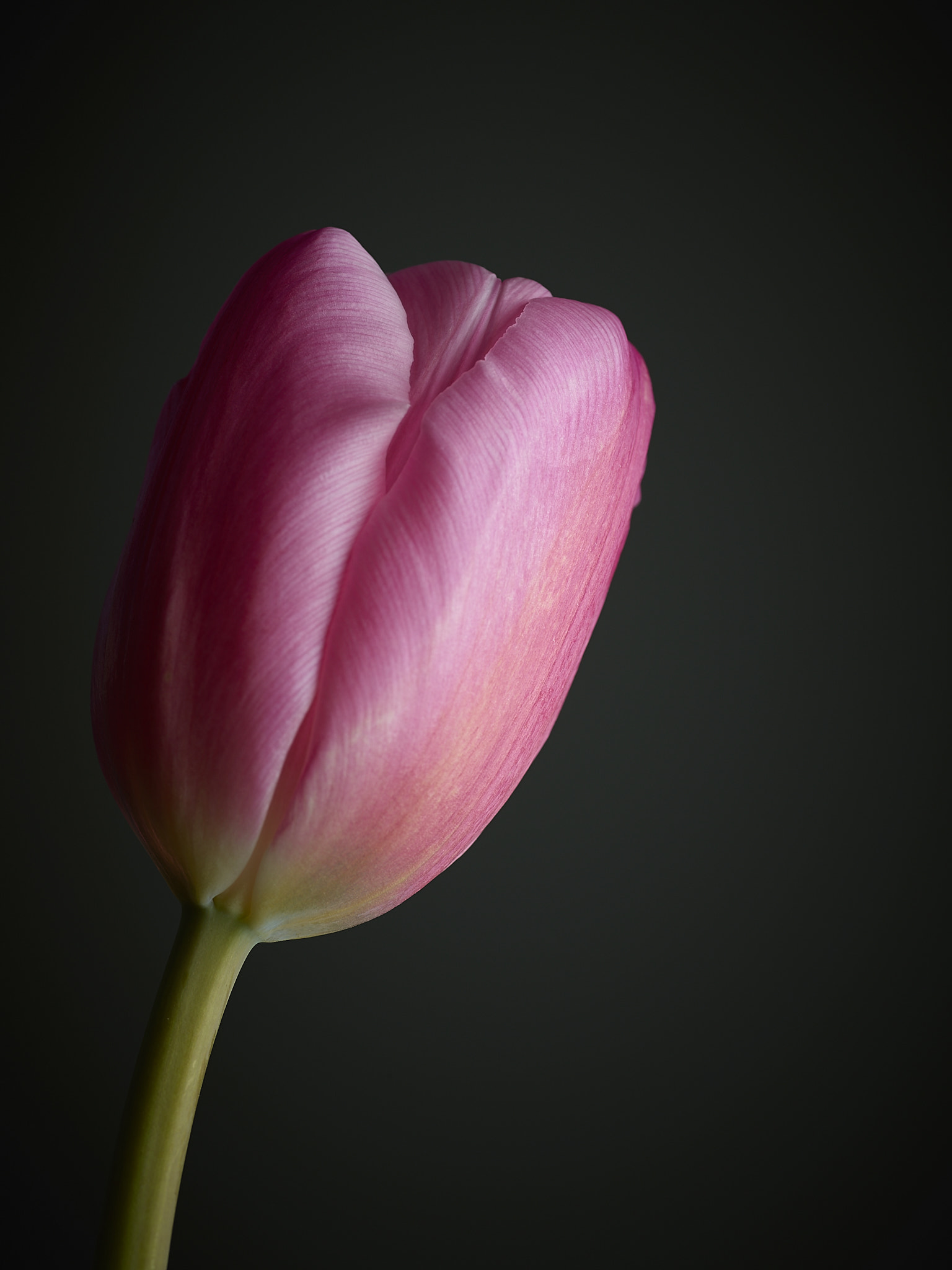 Schneider Kreuznach Macro LS 120mm f/4.0 sample photo. Still life flower art pink tulip photography