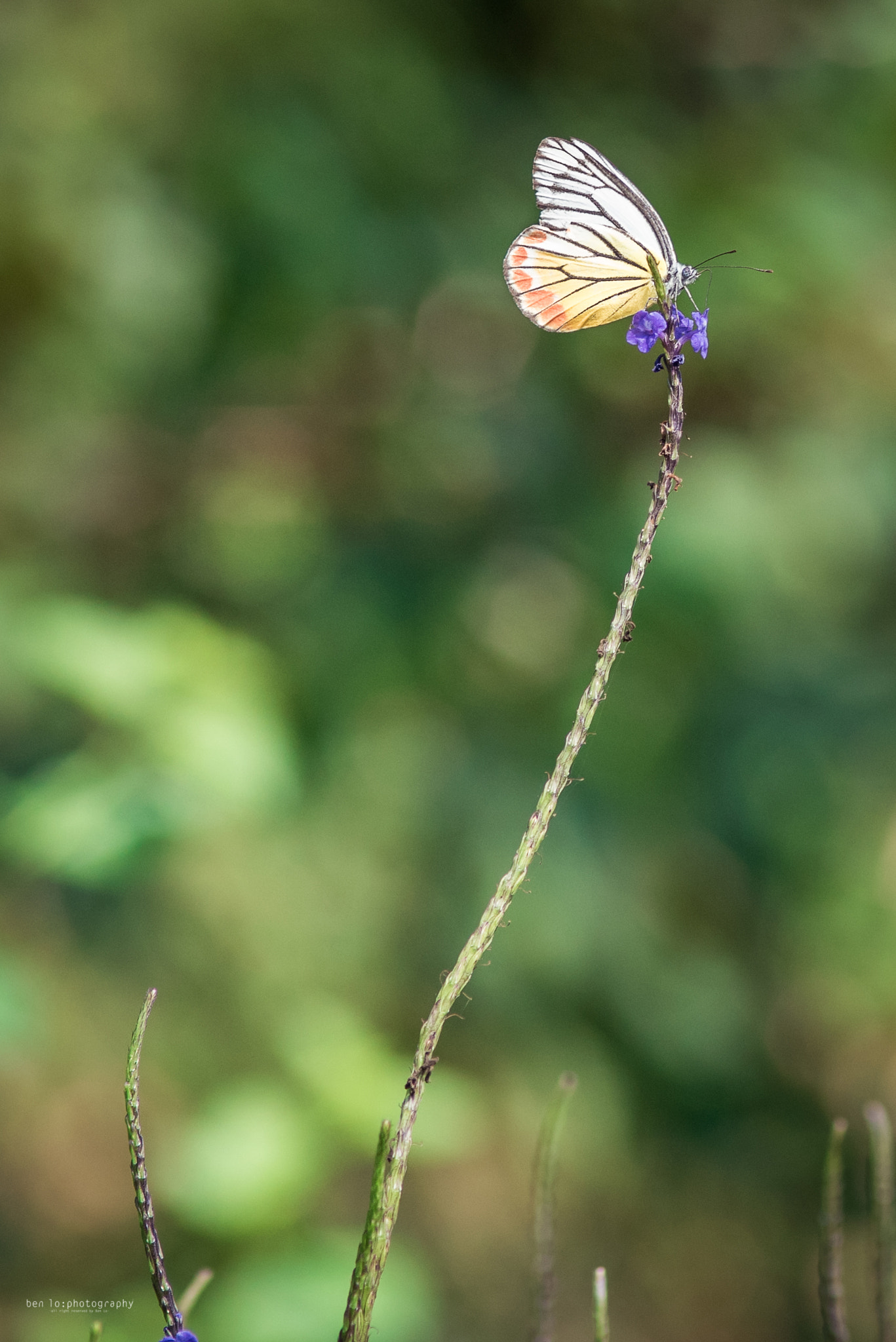 Nikon D810 + Nikon AF Nikkor 180mm F2.8D ED-IF sample photo. Lonely butterfly photography
