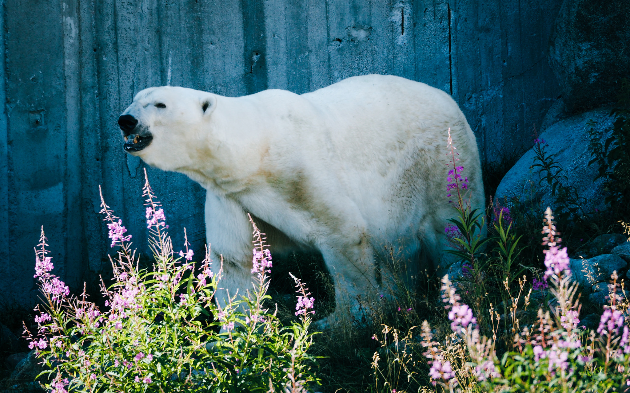 Olympus PEN E-PL7 sample photo. Icebear in finland photography