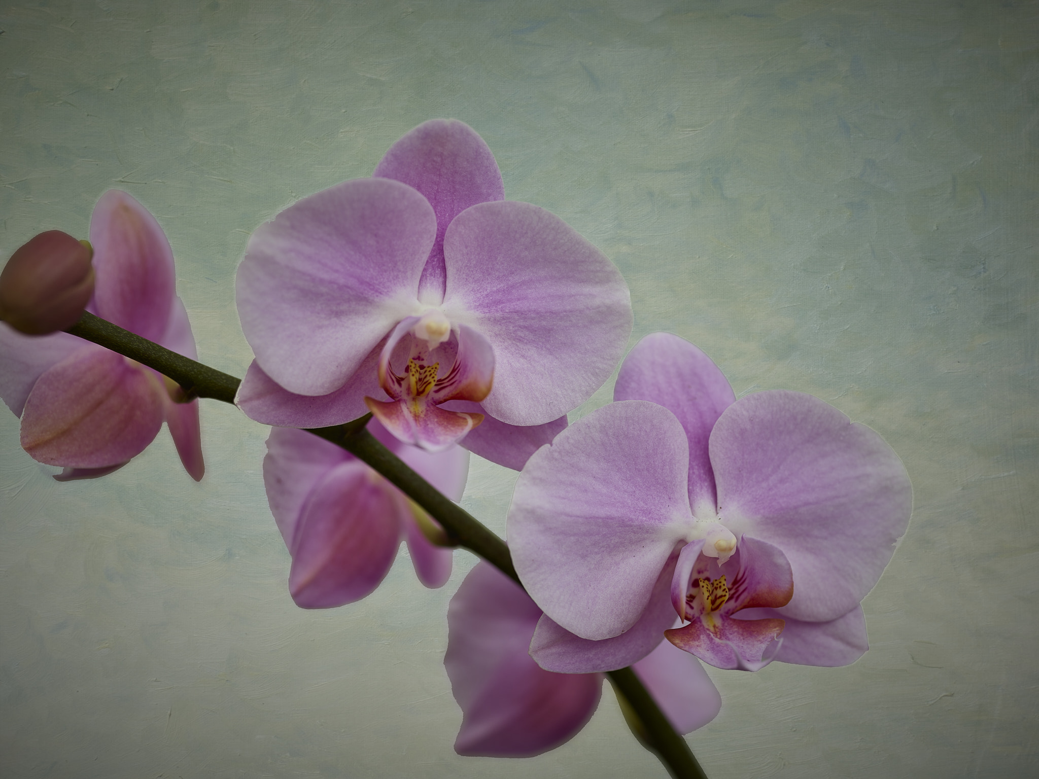 Schneider Kreuznach Macro LS 120mm f/4.0 sample photo. Denver botanic gardens. orchid  showcase photography