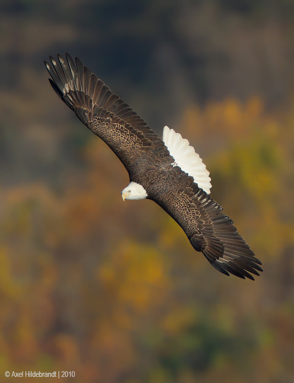 Canon EF 500mm F4L IS USM sample photo. Bald eagle photography