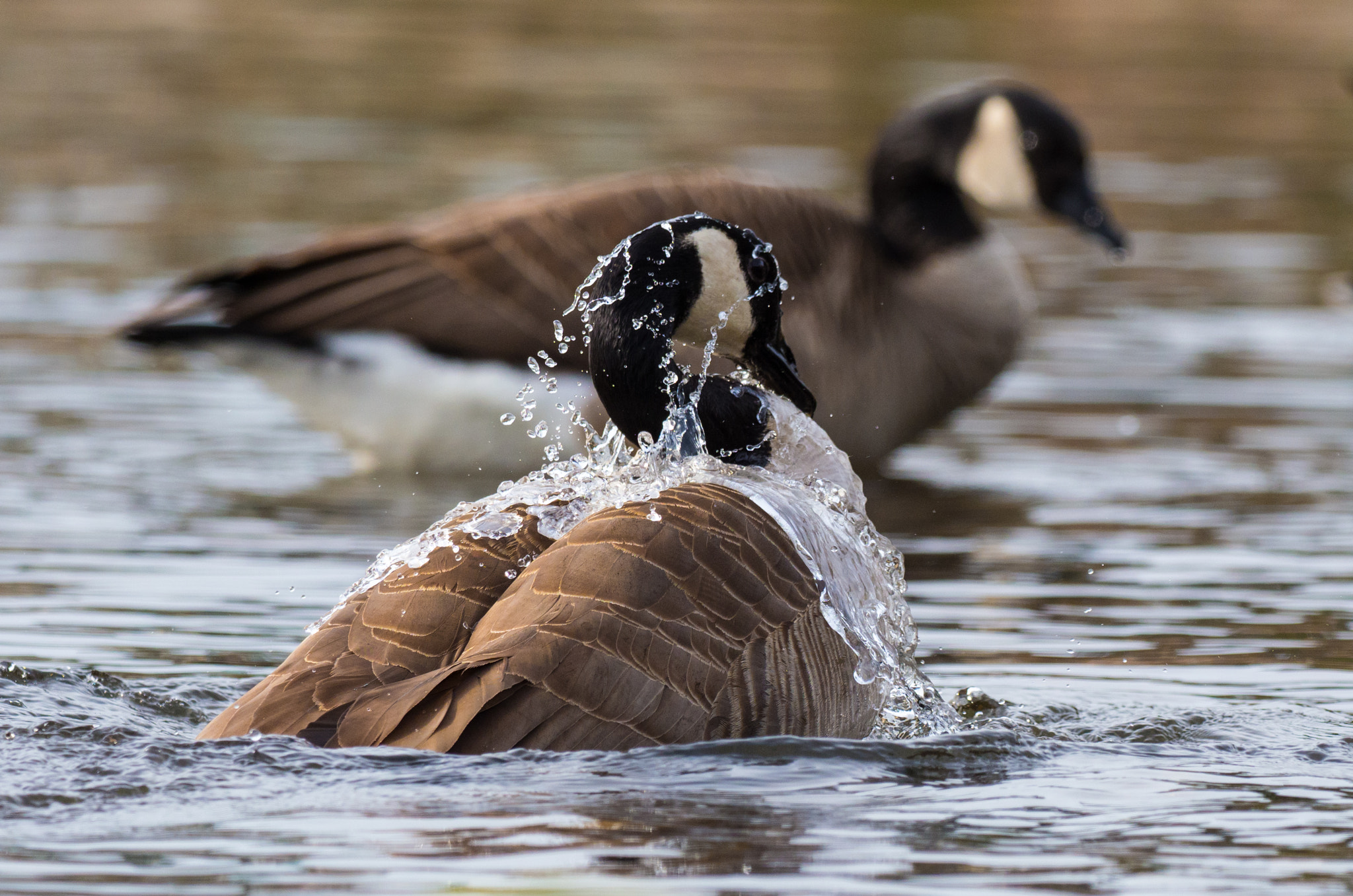 Olympus OM-D E-M1 Mark II + OLYMPUS M.300mm F4.0 sample photo. Bath photography