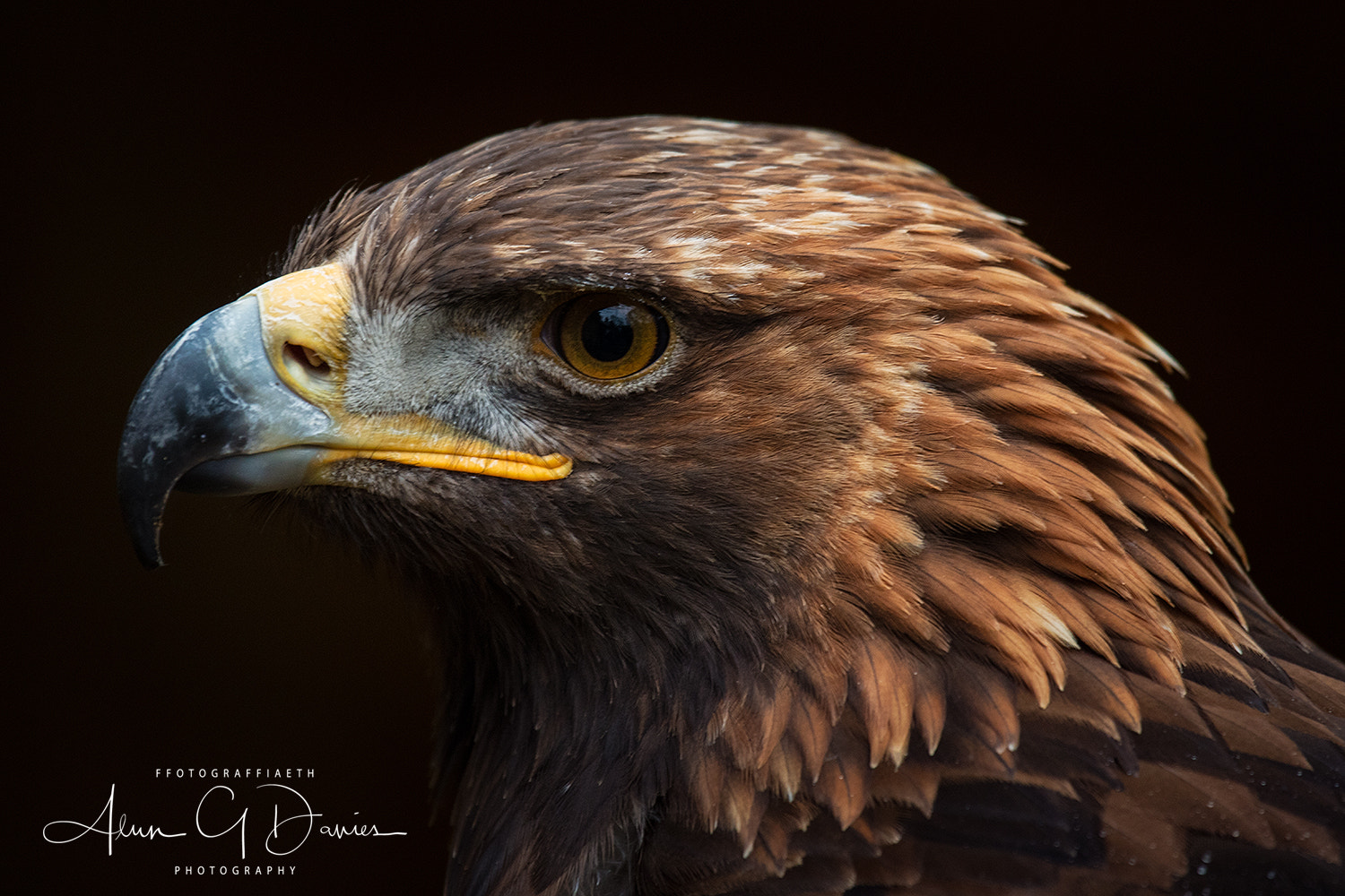Canon EF 100-400mm F4.5-5.6L IS USM sample photo. Lord of the wings photography