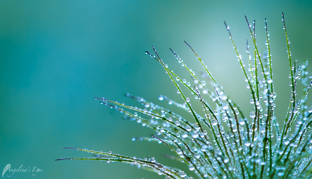 100mm F2.8 G SSM OSS sample photo. Tauwetter photography