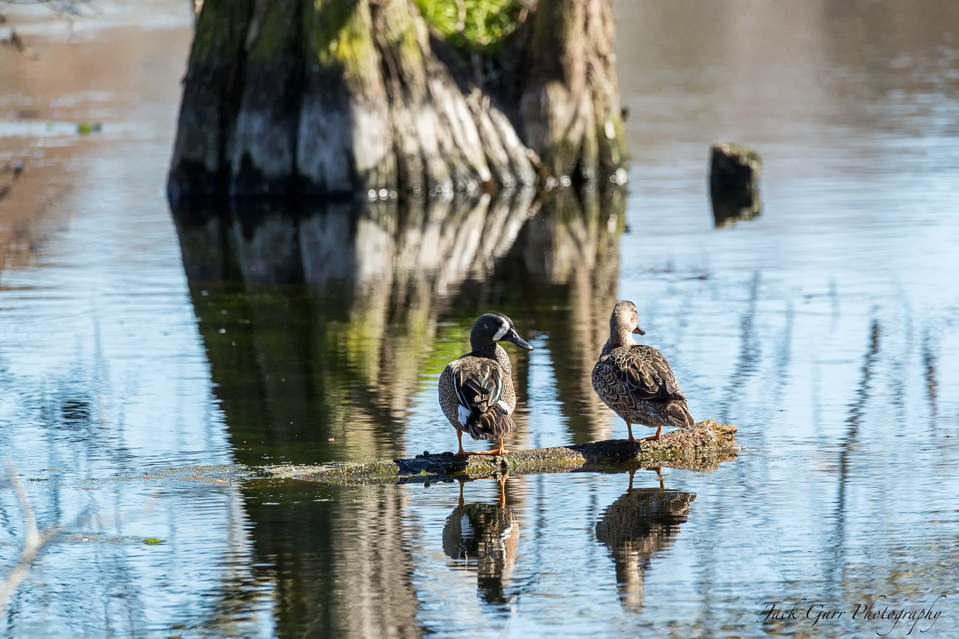 Canon EOS-1D X Mark II sample photo. Blue-winged teal sunning on log photography