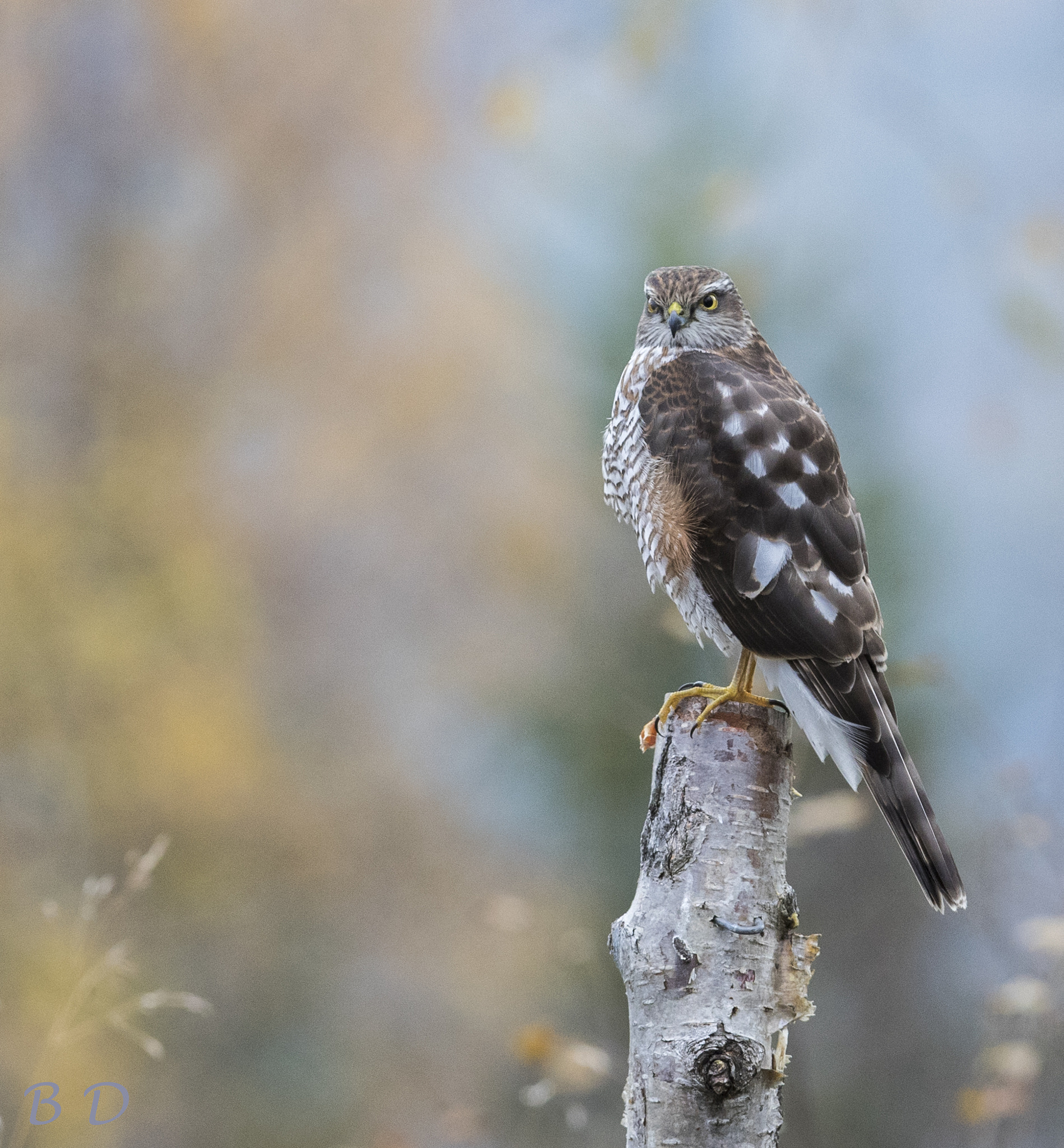 Canon EF 300mm F2.8L IS USM sample photo. Angry bird photography