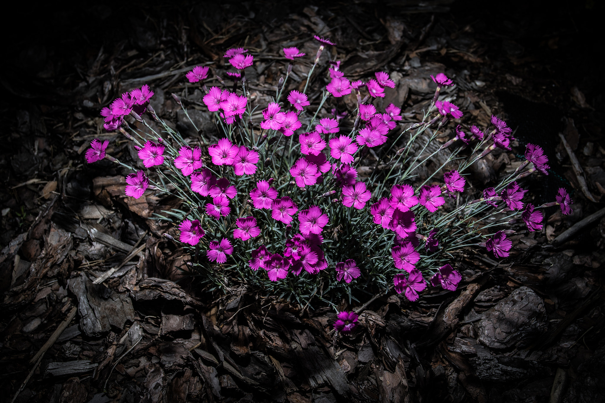 Canon EF 17-40mm F4L USM sample photo. Maiden pink photography