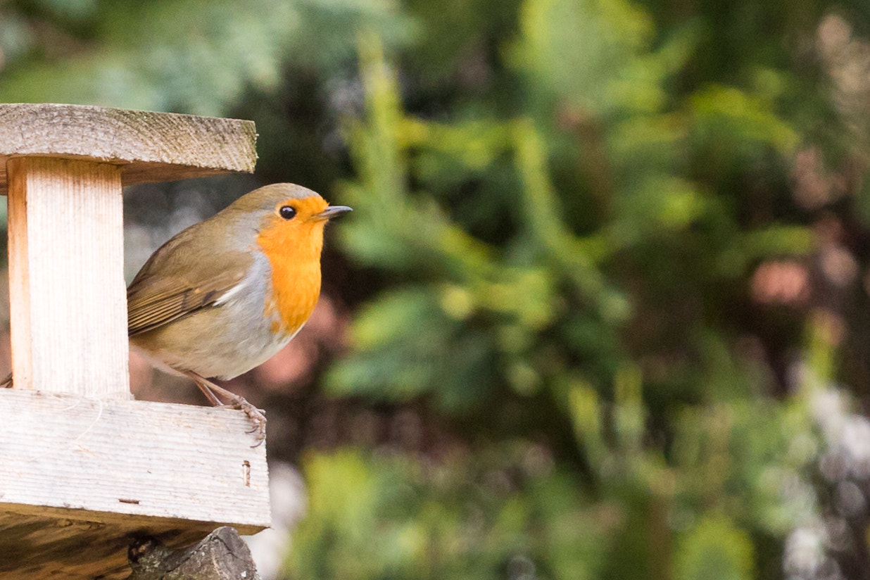 Canon EOS 760D (EOS Rebel T6s / EOS 8000D) + Canon EF 70-200mm F4L USM sample photo. Robin in garden photography