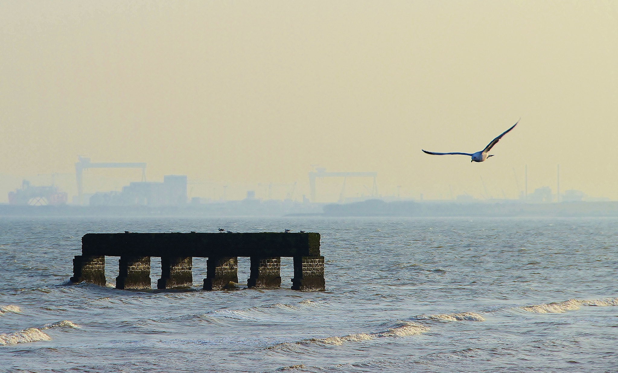 Nikon D5500 sample photo. Gull over the old coal quay photography