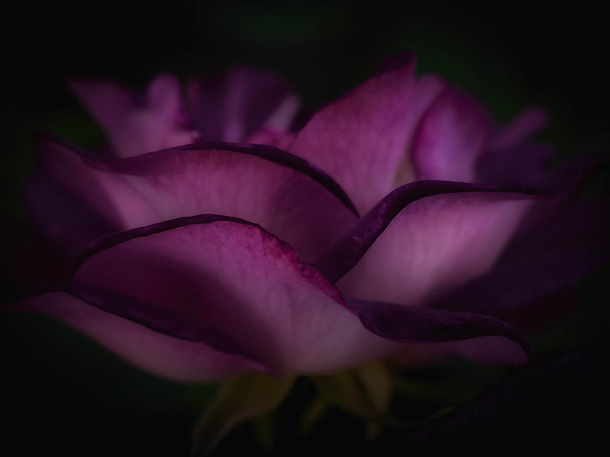 Nikon AF-S DX Micro Nikkor 40mm F2.8 sample photo. Perfect purple photography
