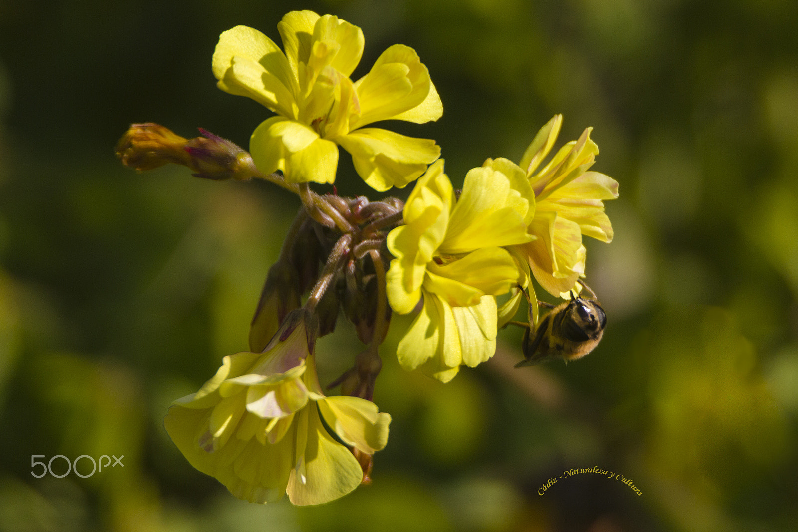 Tamron SP 150-600mm F5-6.3 Di VC USD sample photo. Flor con insecto photography