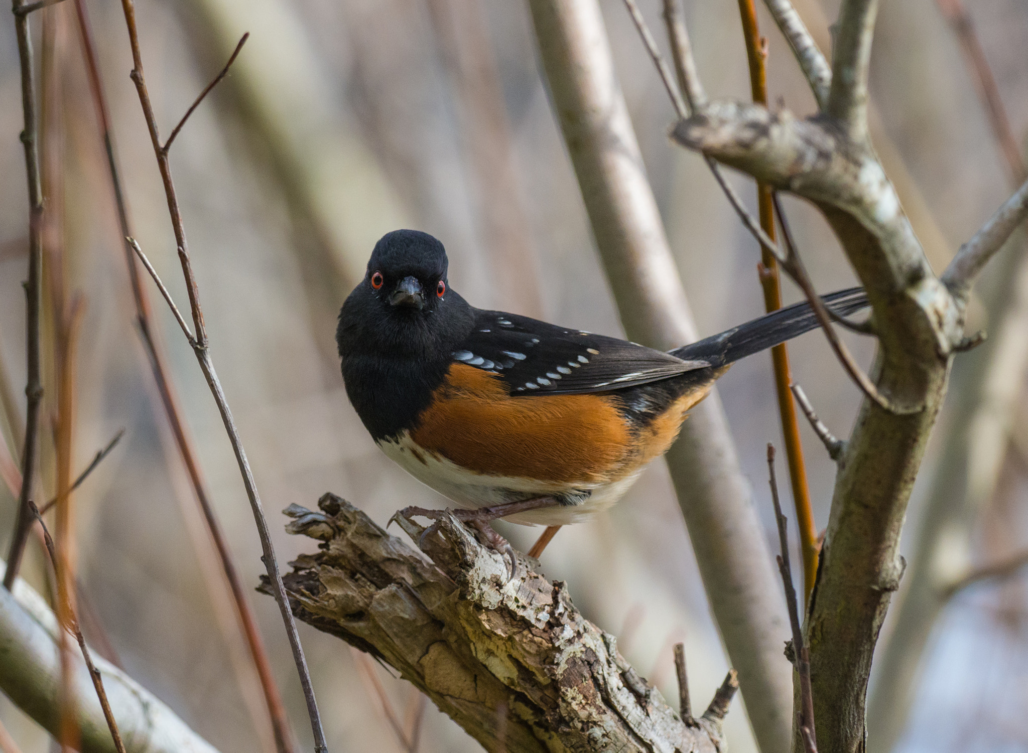 Olympus OM-D E-M1 Mark II + OLYMPUS M.300mm F4.0 sample photo. Spotted photography