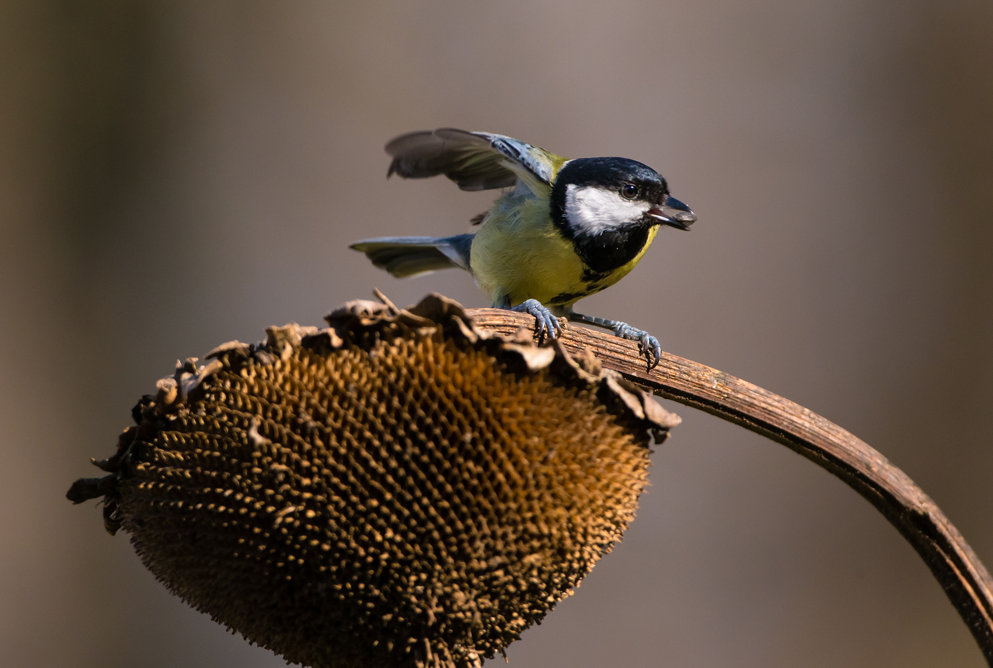 Canon EF 500mm F4L IS USM sample photo. Battito d'ala photography