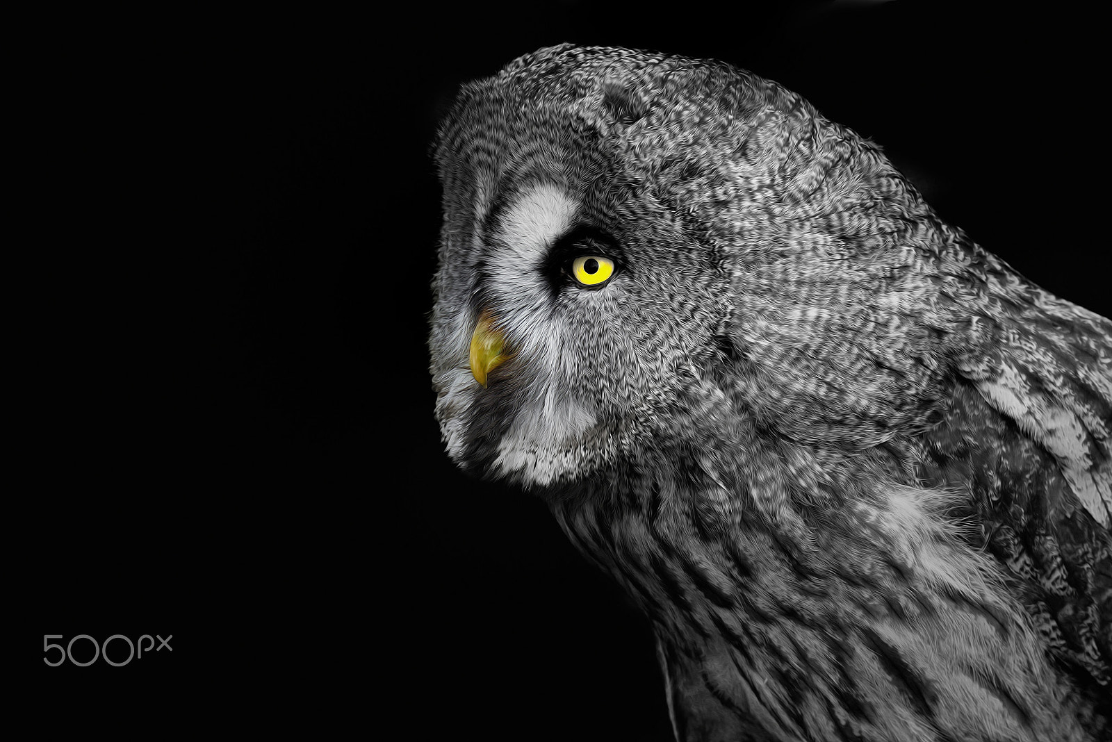 Nikon D800E sample photo. Howling owl photography