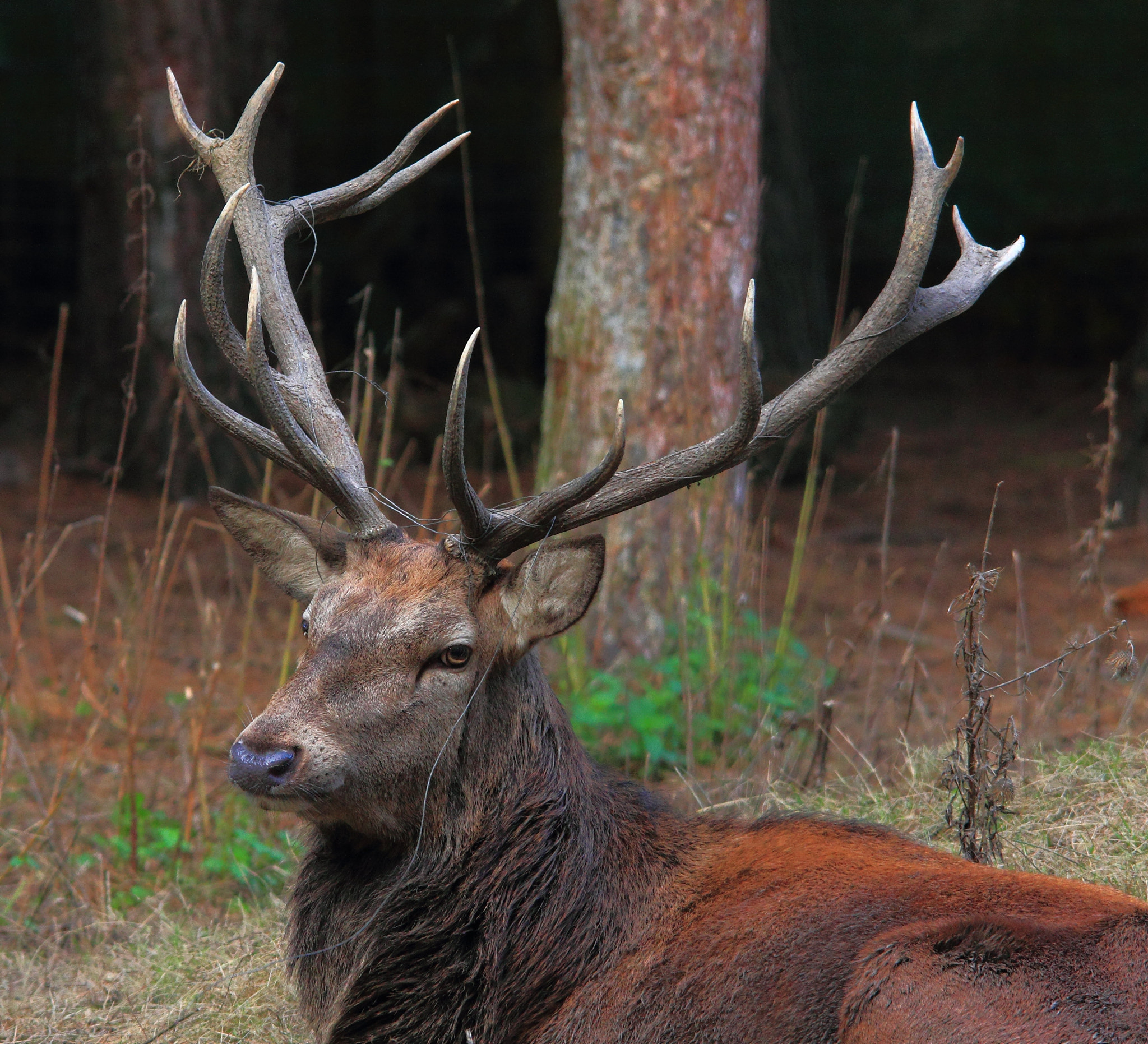 Canon EOS 60D + Sigma 150-500mm F5-6.3 DG OS HSM sample photo. Stag photography