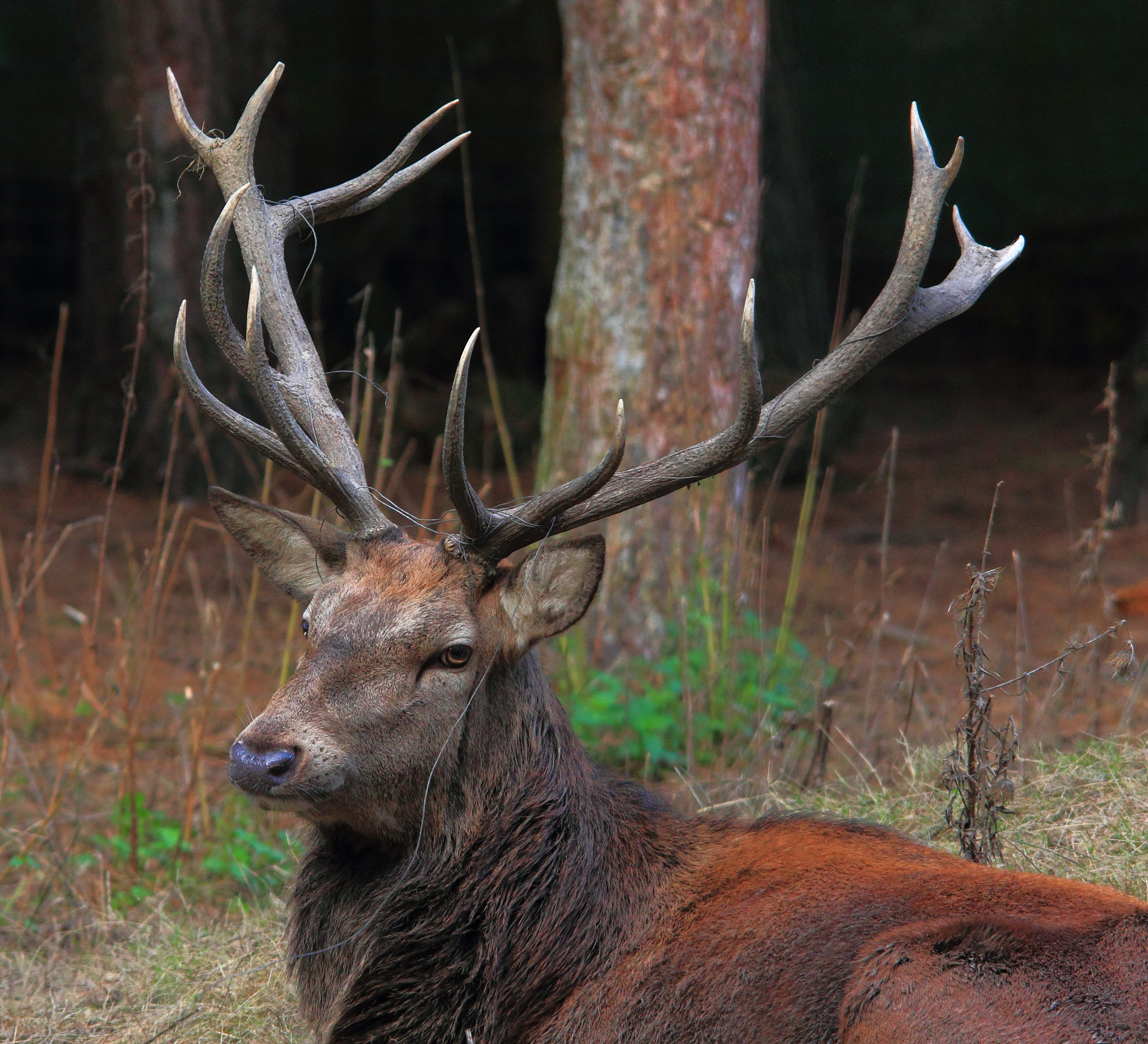 Sigma 150-500mm F5-6.3 DG OS HSM sample photo. Stag photography
